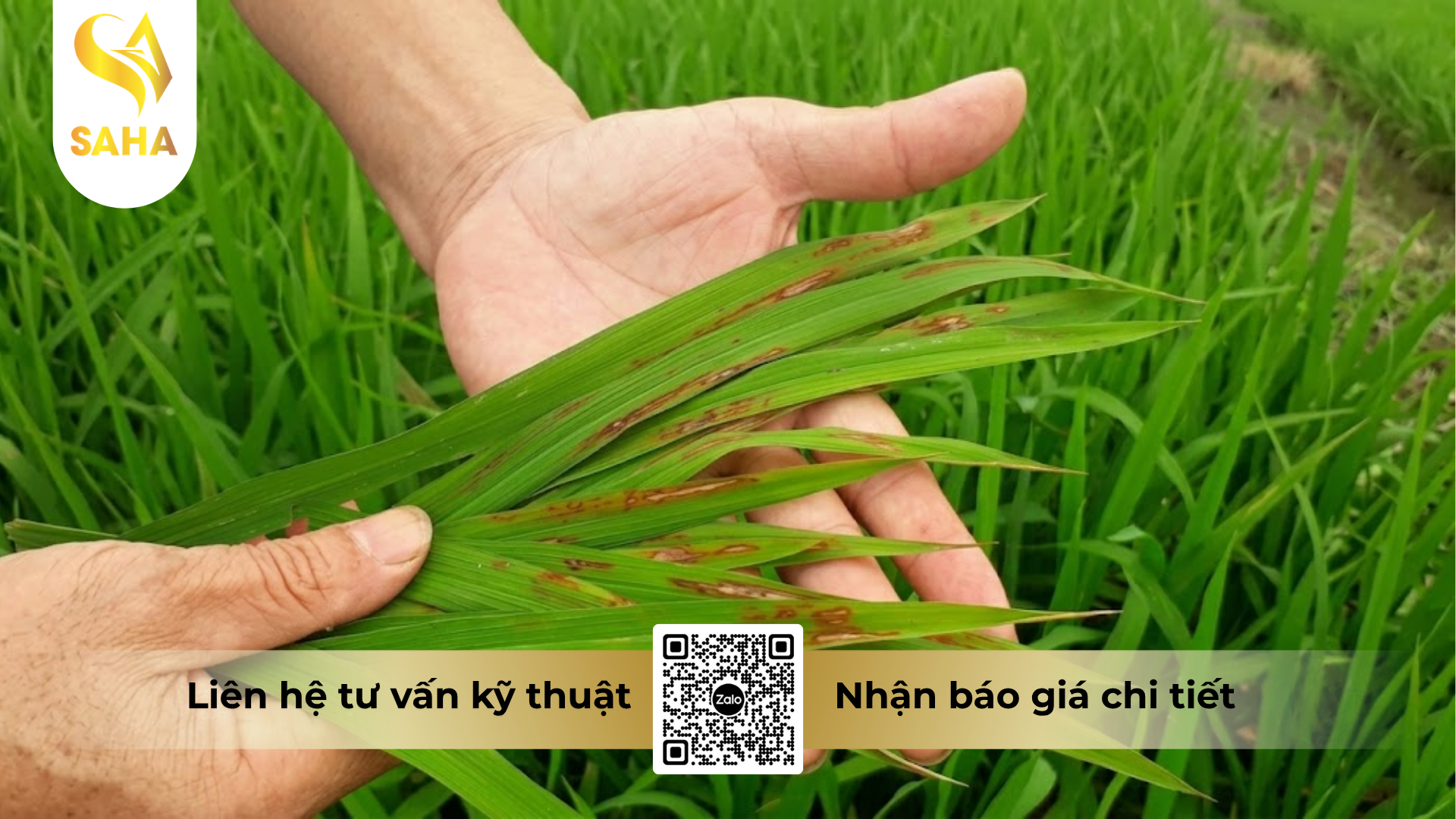 cong-dung-cua-thuoc-tru-benh-longanvin-gold-150sc-hieu-sanvil-super-sc.png