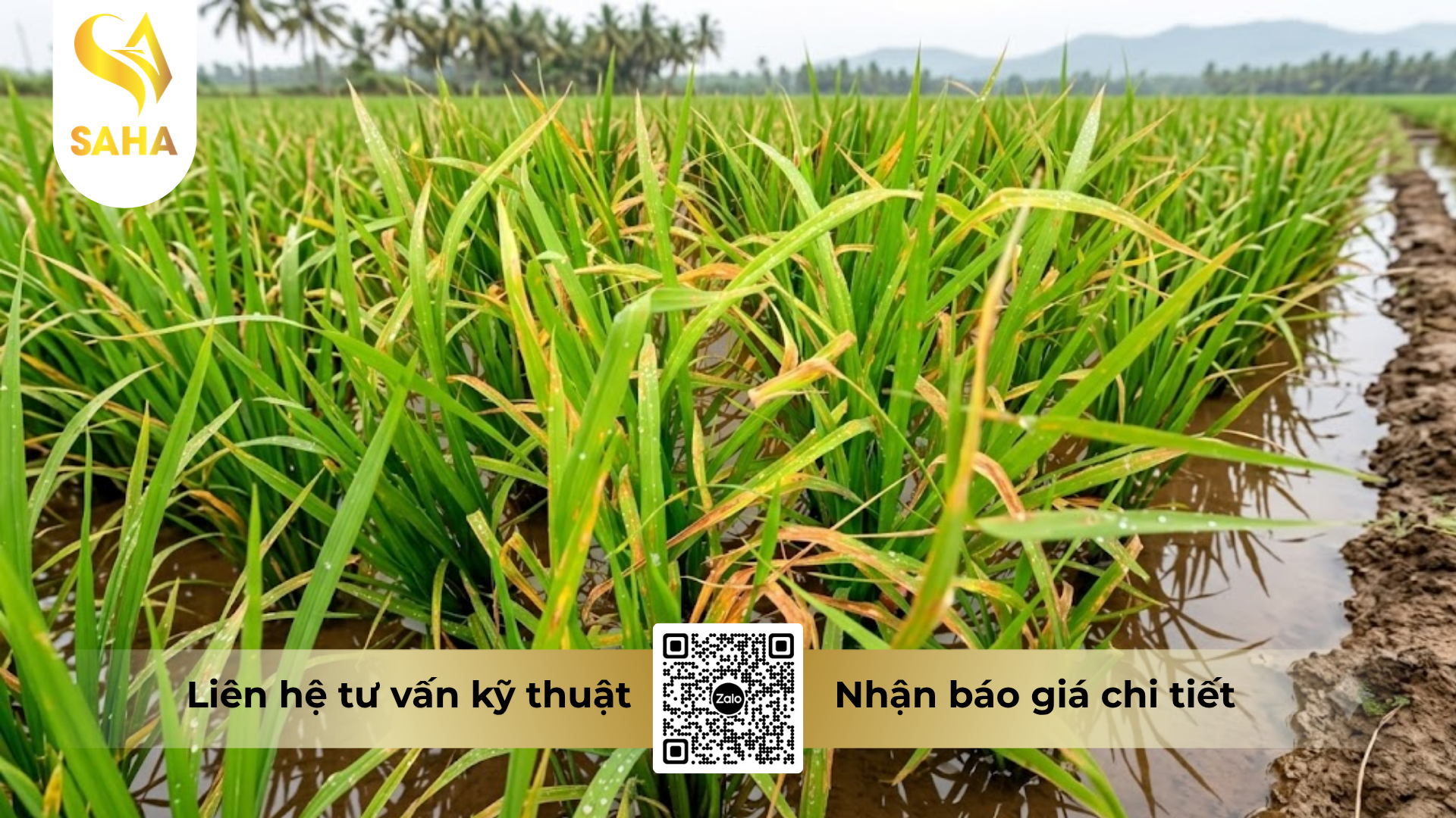 cau-hoi-thuong-gap-ve-thuoc-tru-benh-longanvin-gold-150sc-hieu-sanvil-super-sc.png