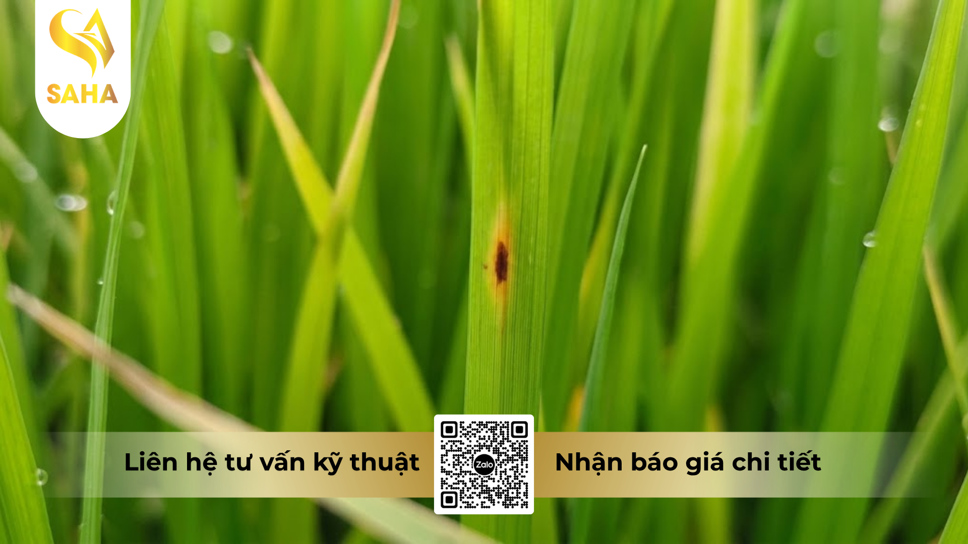 cau-hoi-thuong-gap-ve-thuoc-tru-benh-majetictop-420sc-hieu-santop-f.png