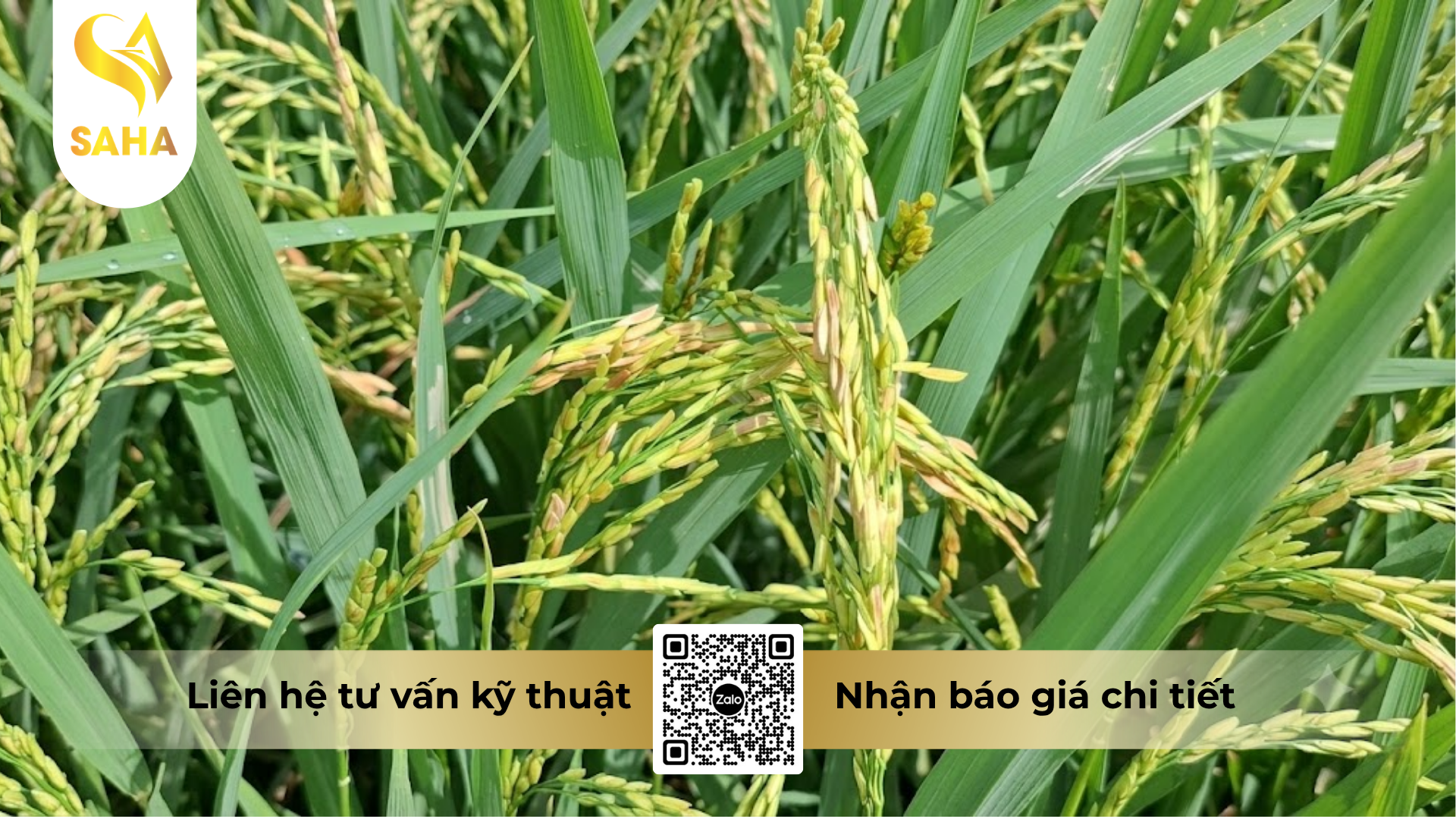 cong-dung-cua-thuoc-tru-benh-majetictop-420sc-hieu-santop-f.png