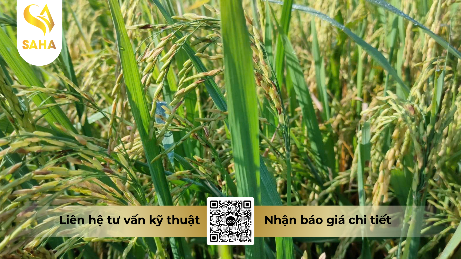 cong-dung-cua-thuoc-tru-benh-mitop-one-390sc-hieu-happy-top.png
