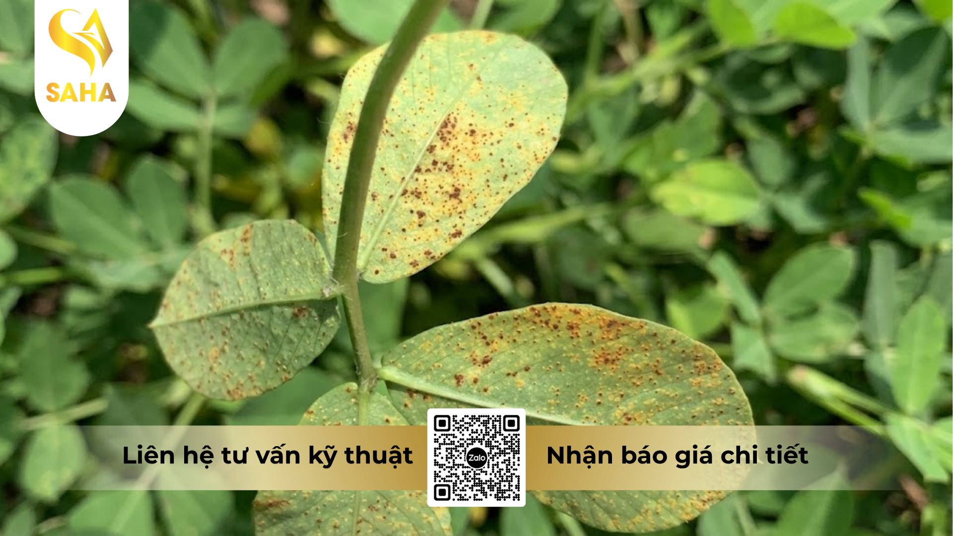 cong-dung-cua-thuoc-tru-benh-picosuper-280sc.png