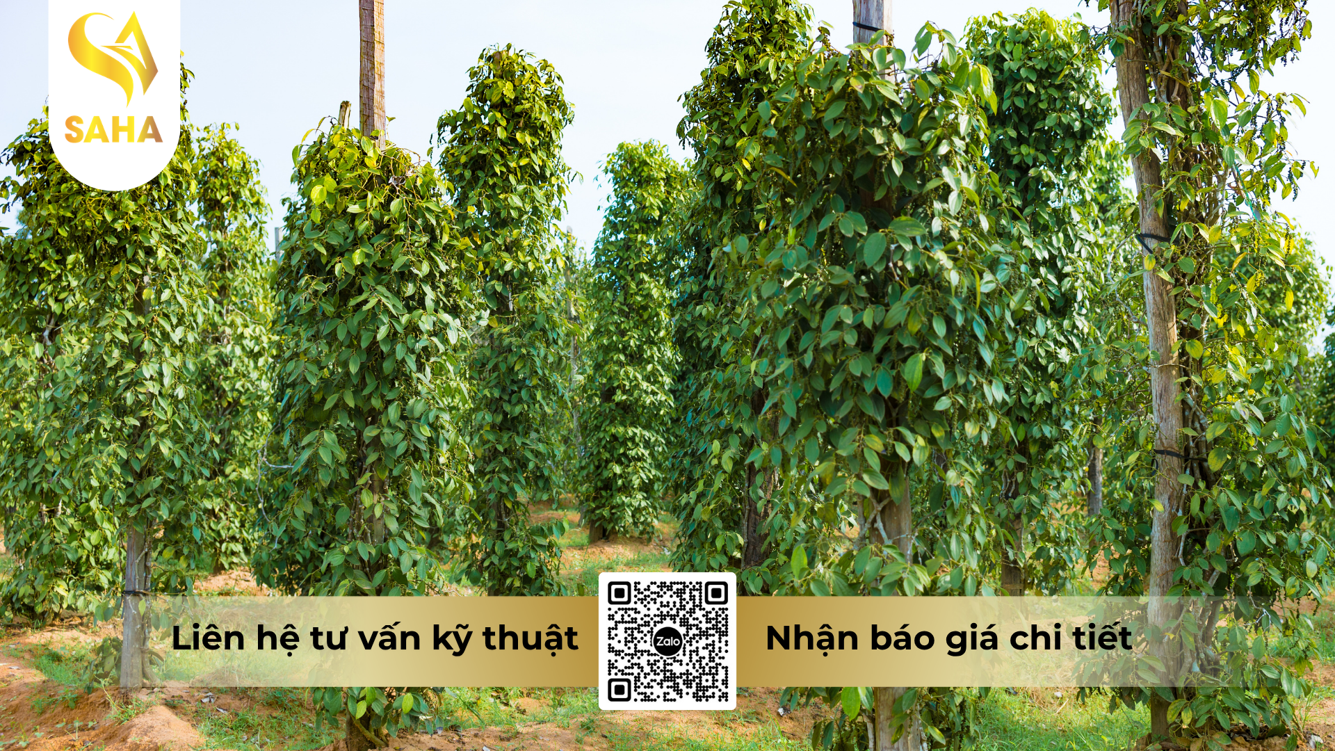 cau-hoi-thuong-gap-ve-thuoc-tru-benh-salegold-250ec.png