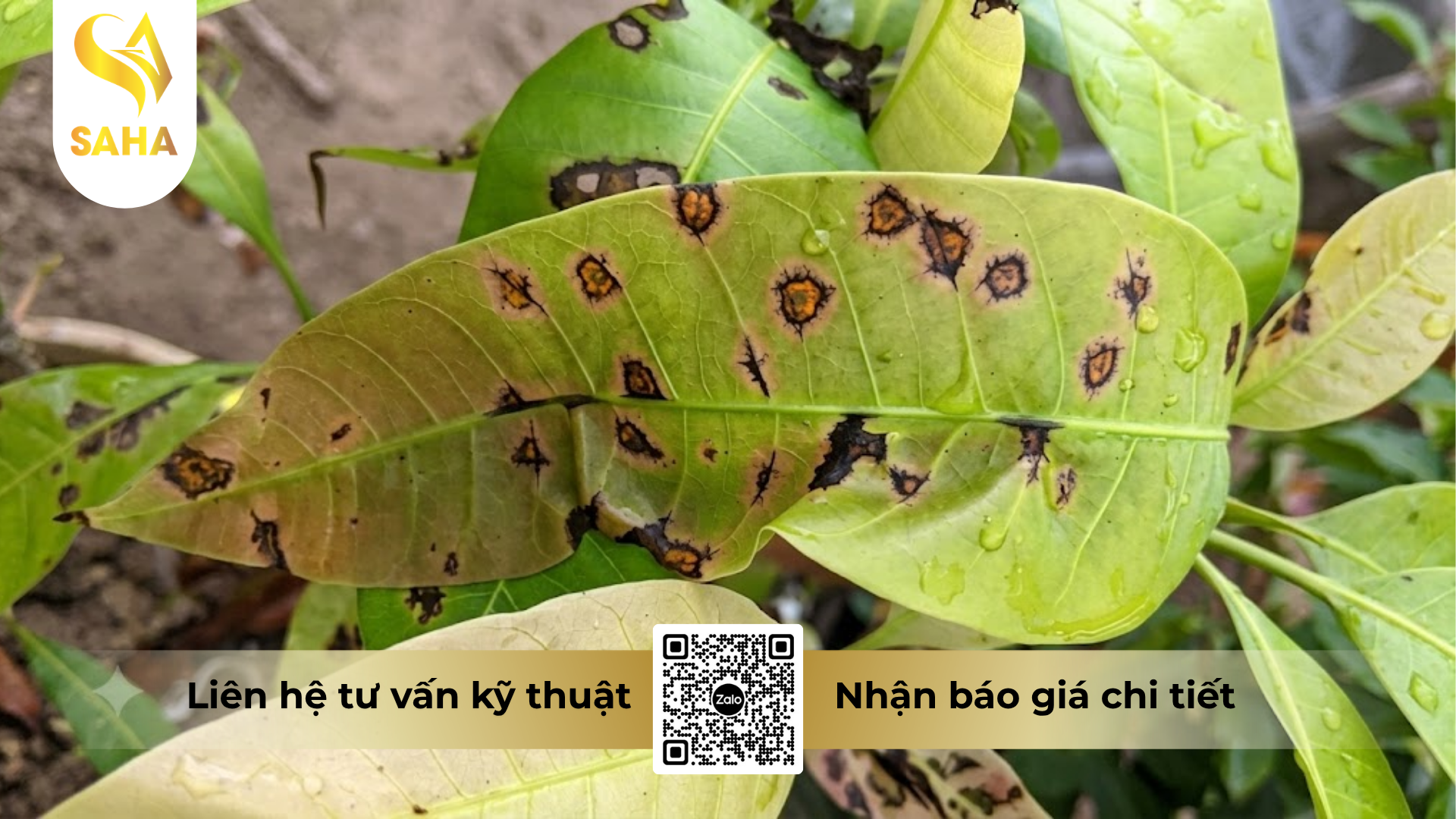 cong-dung-cua-thuoc-tru-benh-sam-robin-250sc-hieu-azoplus-250.png