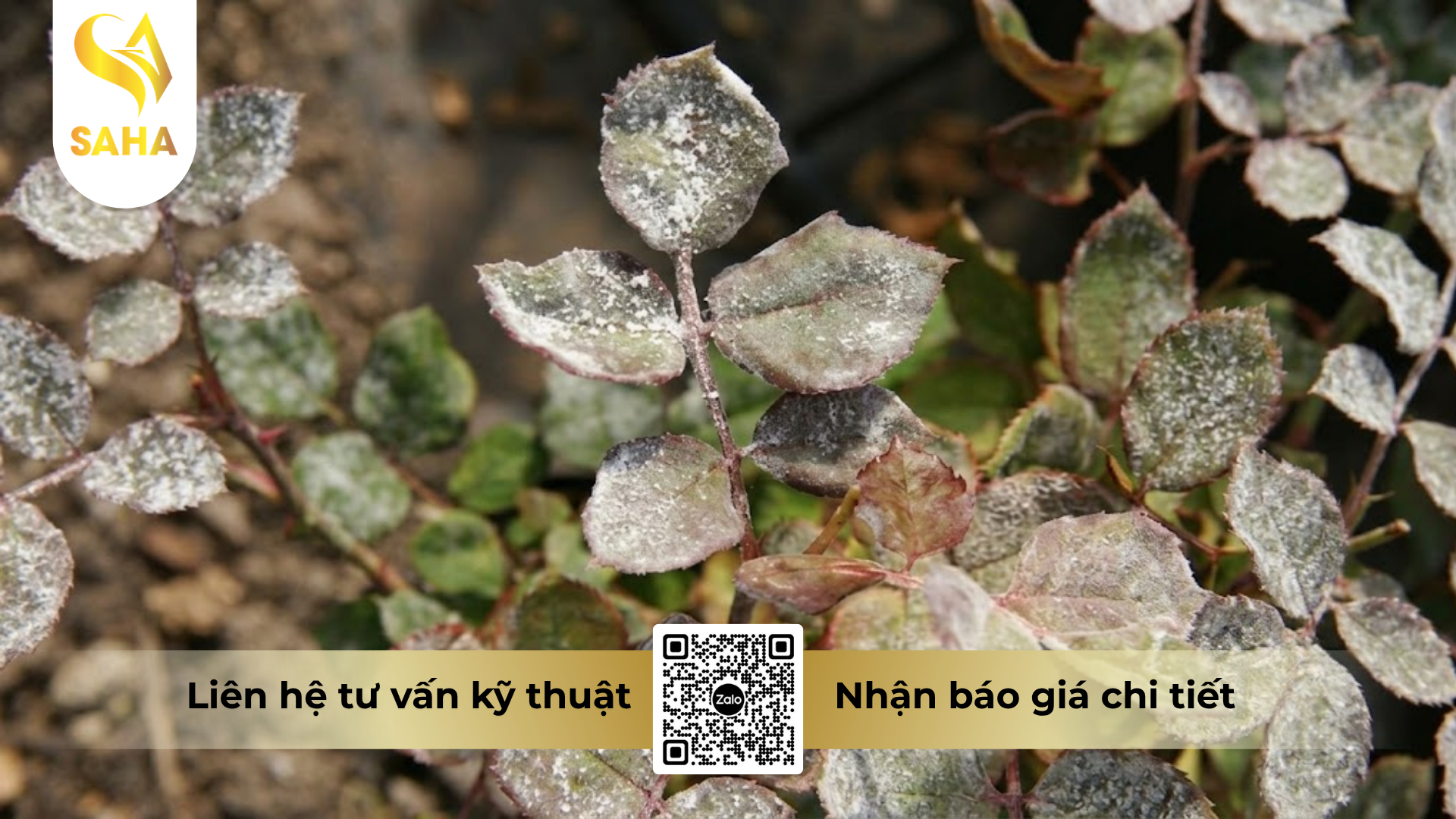 cong-dung-cua-thuoc-tru-benh-samconil-500sc-hieu-riconil-500.png