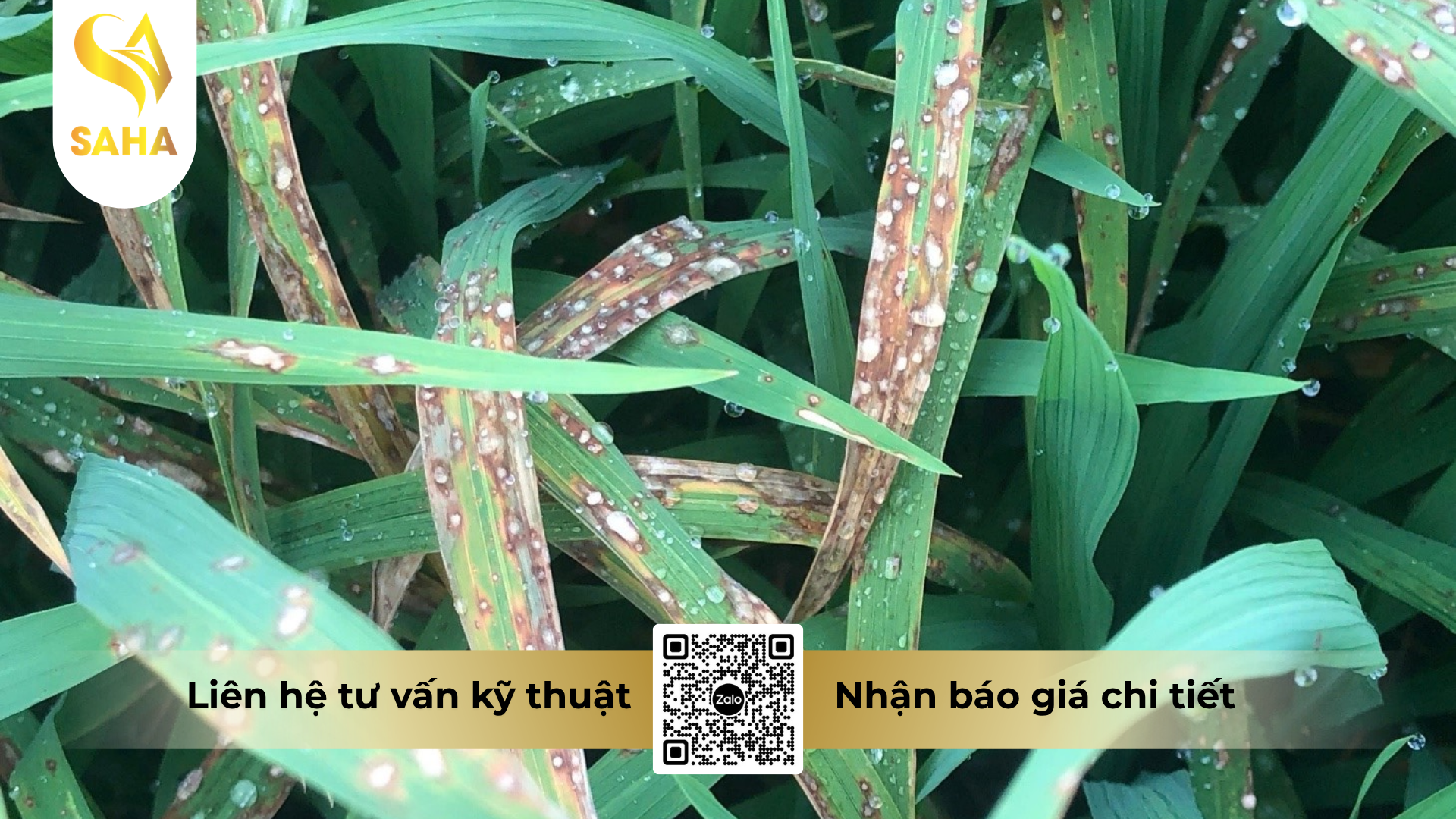 cong-dung-cua-thuoc-tru-benh-sosim-300sc.png