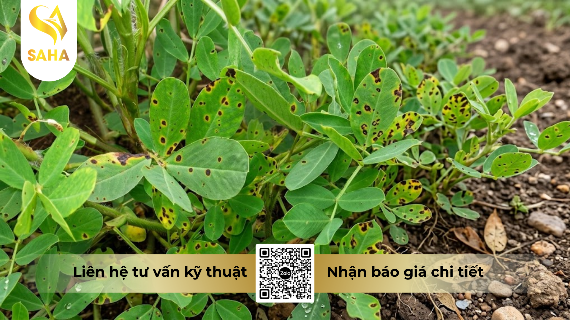 cong-dung-cua-thuoc-tru-benh-starzinam-50sc-hieu-star-fenom-500.png