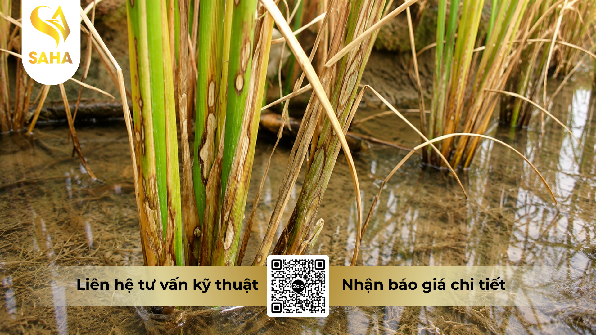 cong-dung-cua-thuoc-tru-benh-tezole-super-300sc.png