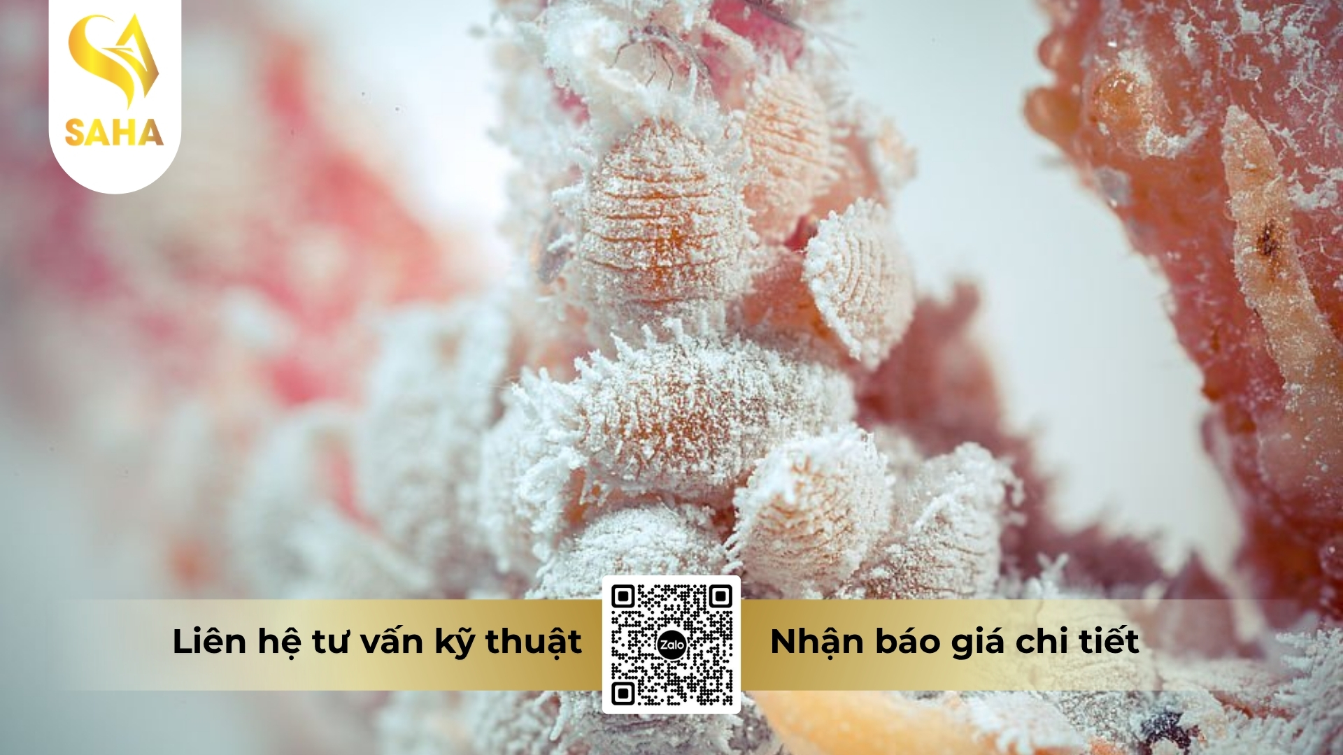 cong-dung-thuoc-tru-sau-assassain-300ec-hieu-alkiu-300-450ml.jpg