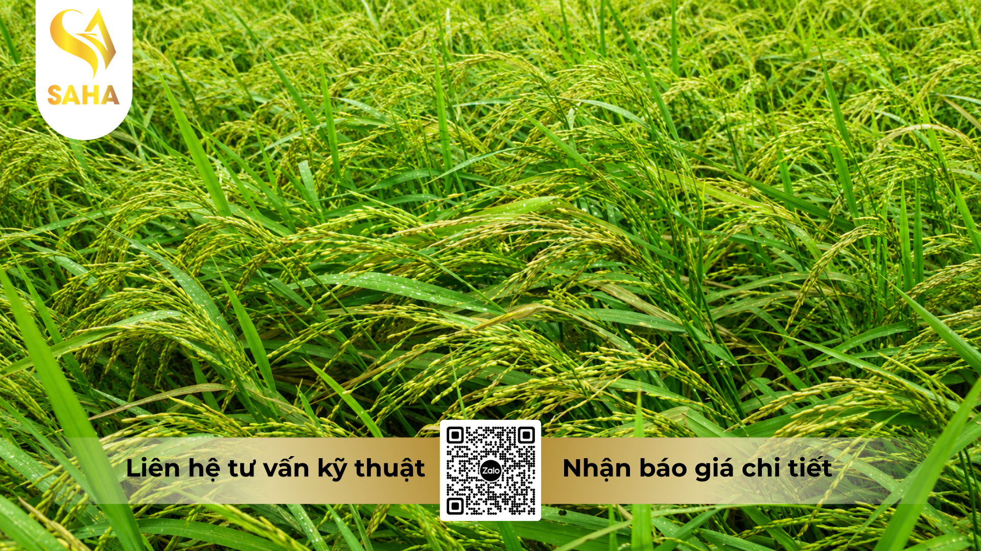 cong-dung-cua-thuoc-tru-benh-amilan-300sc-hieu-curbenzim-thai.png
