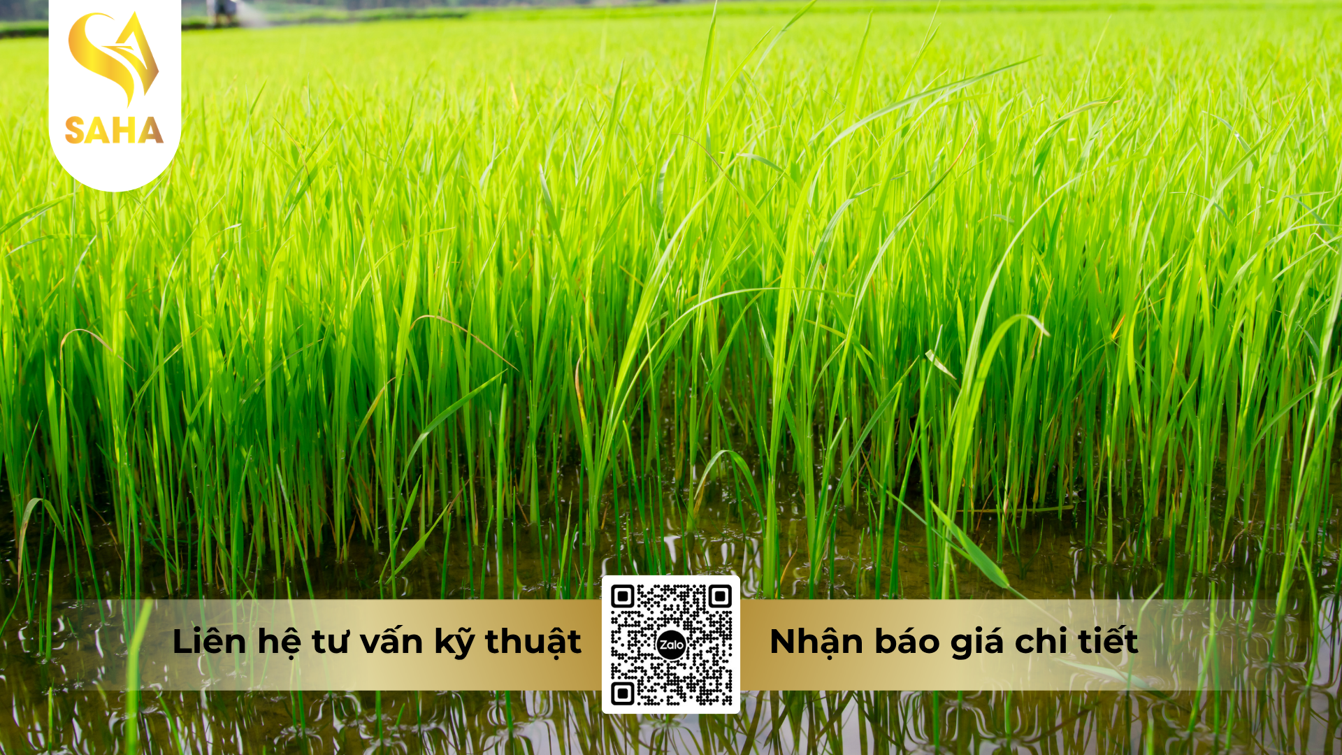 cau-hoi-thuong-gap-ve-thuoc-tru-benh-amilan-300sc-hieu-curbenzim-thai.png