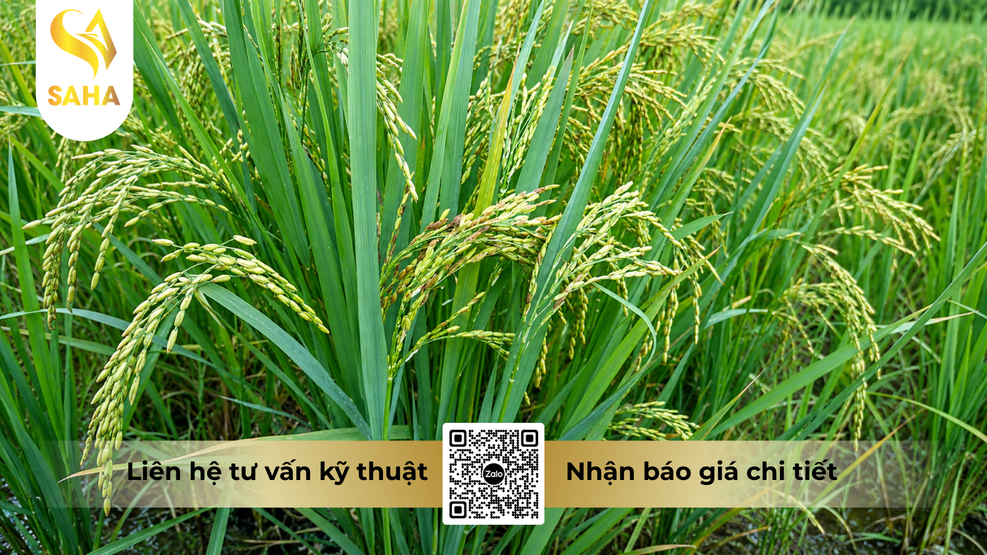 cong-dung-cua-thuoc-tru-benh-amilan-300sc-hieu-curbenzim-thai-900ml.png
