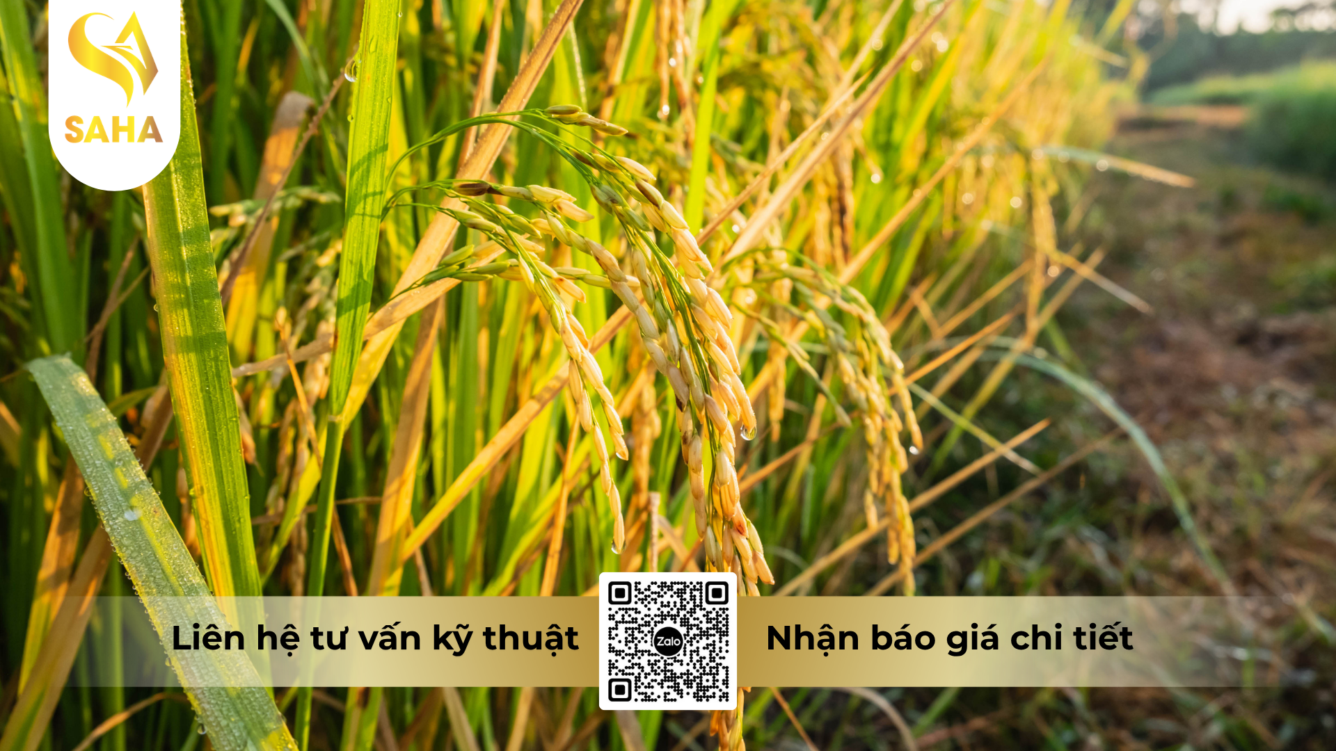 cau-hoi-thuong-gap-ve-thuoc-tru-benh-amilan-300sc-hieu-curbenzim-thai-900ml.png