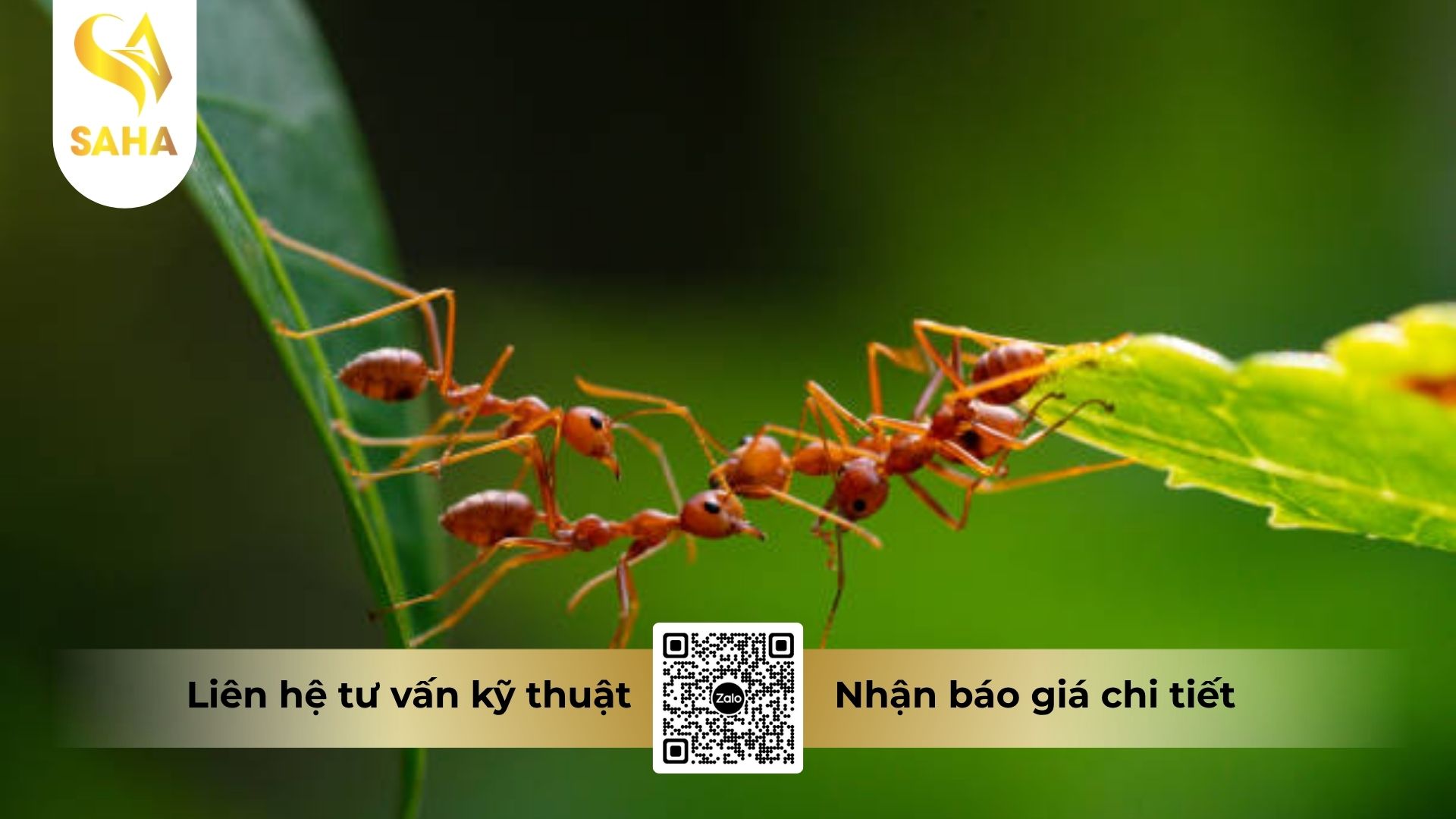 thong-tin-chung-che-pham-alpha-klibr-50ec.jpg