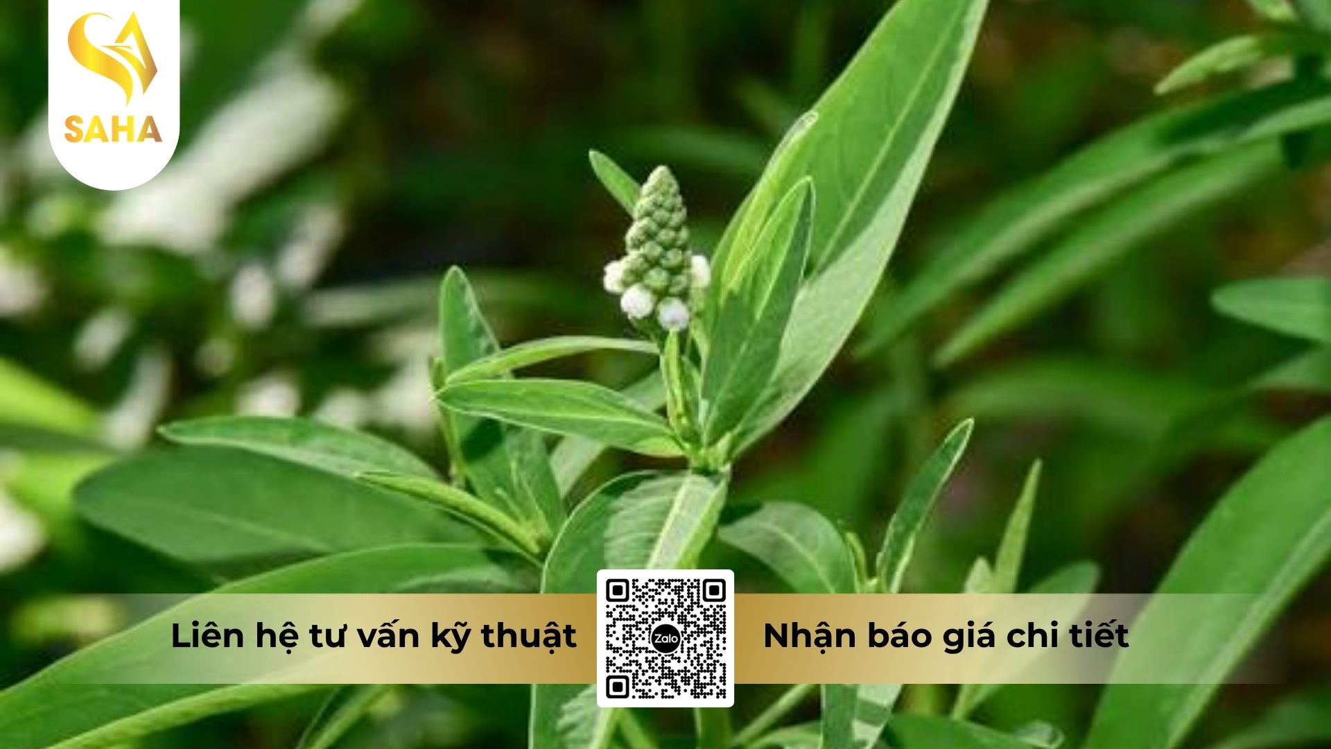 thong-tin-chung-thuoc-tru-co-alygold-200wg.jpg