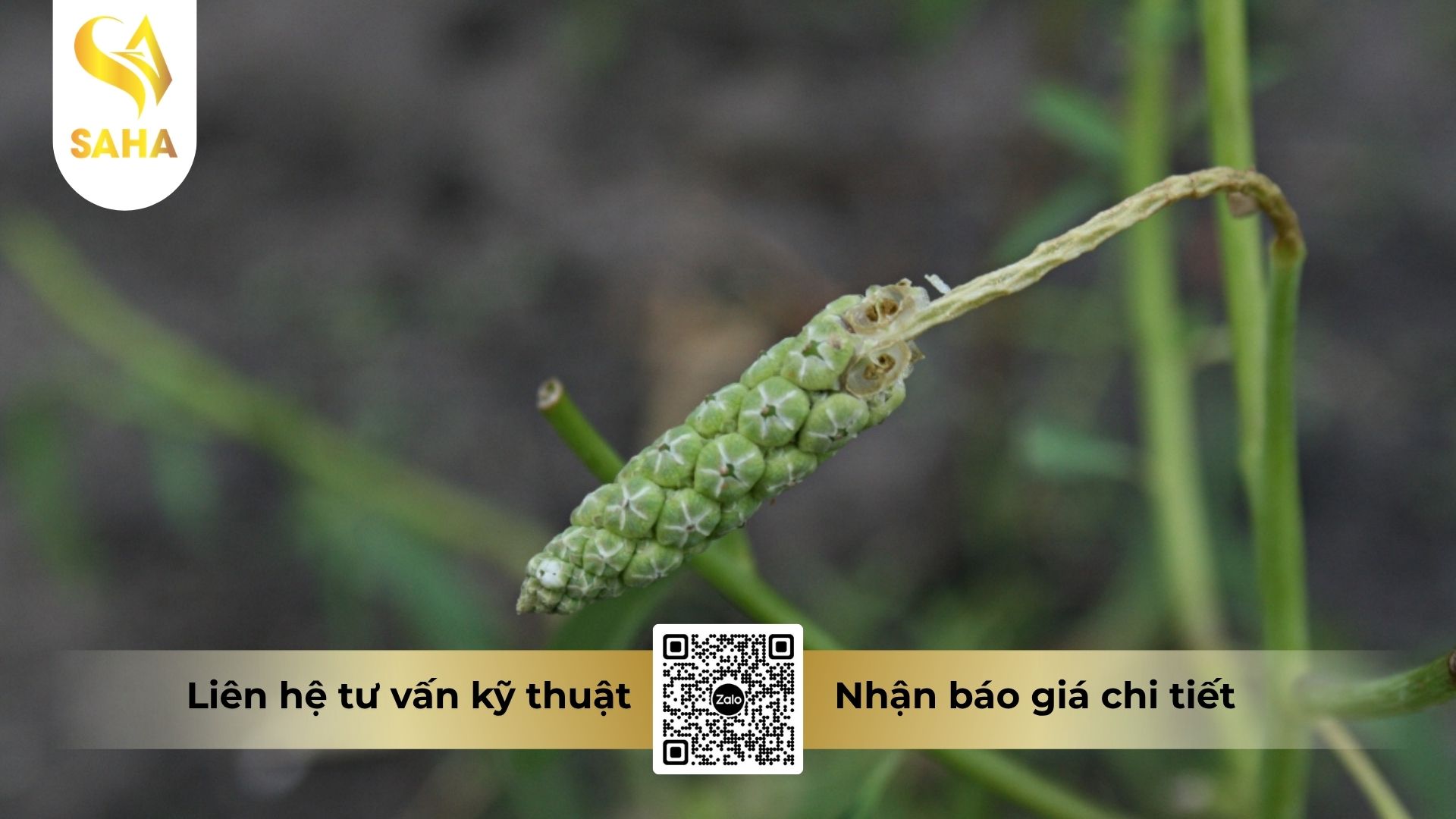 cong-dung-thuoc-tru-co-alygold-200wg.jpg