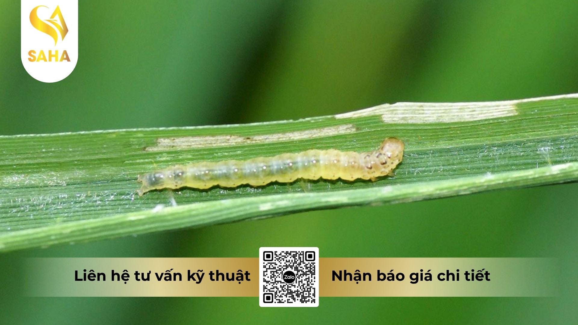 thong-tin-chung-thuoc-tru-sau-amagong-55wp.jpg