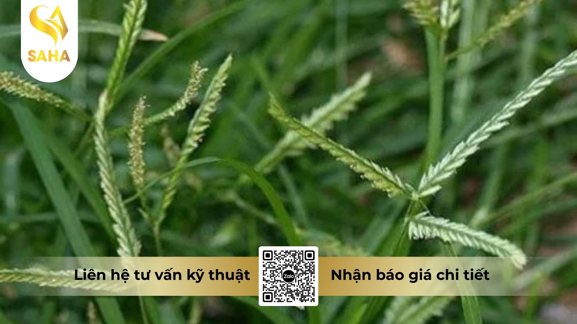 thong-tin-chung-thuoc-tru-co-amegro-150sl.jpg