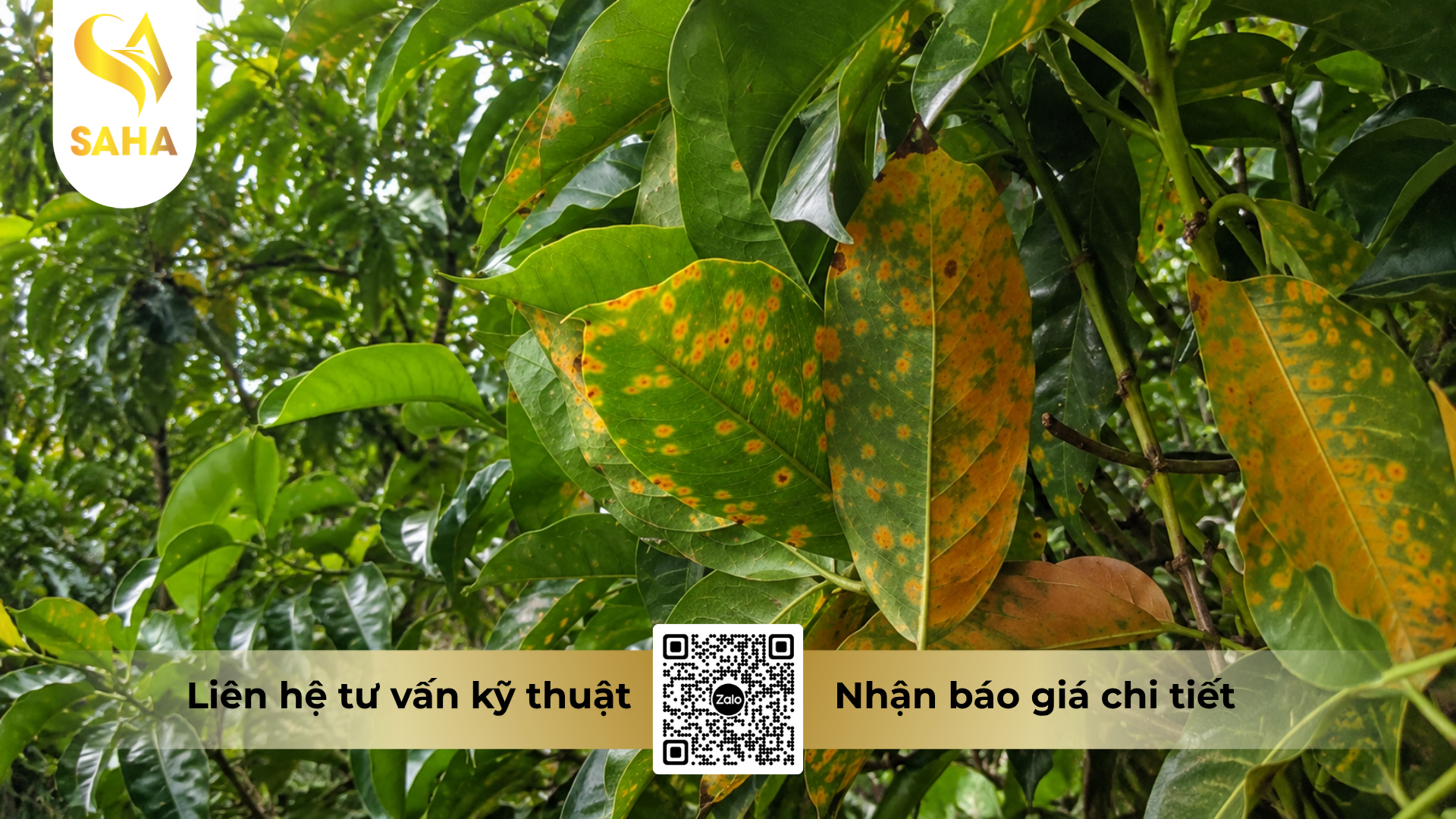 cong-dung-cua-thuoc-tru-benh-hoanganhvil-50sc-hieu-hedawin.png