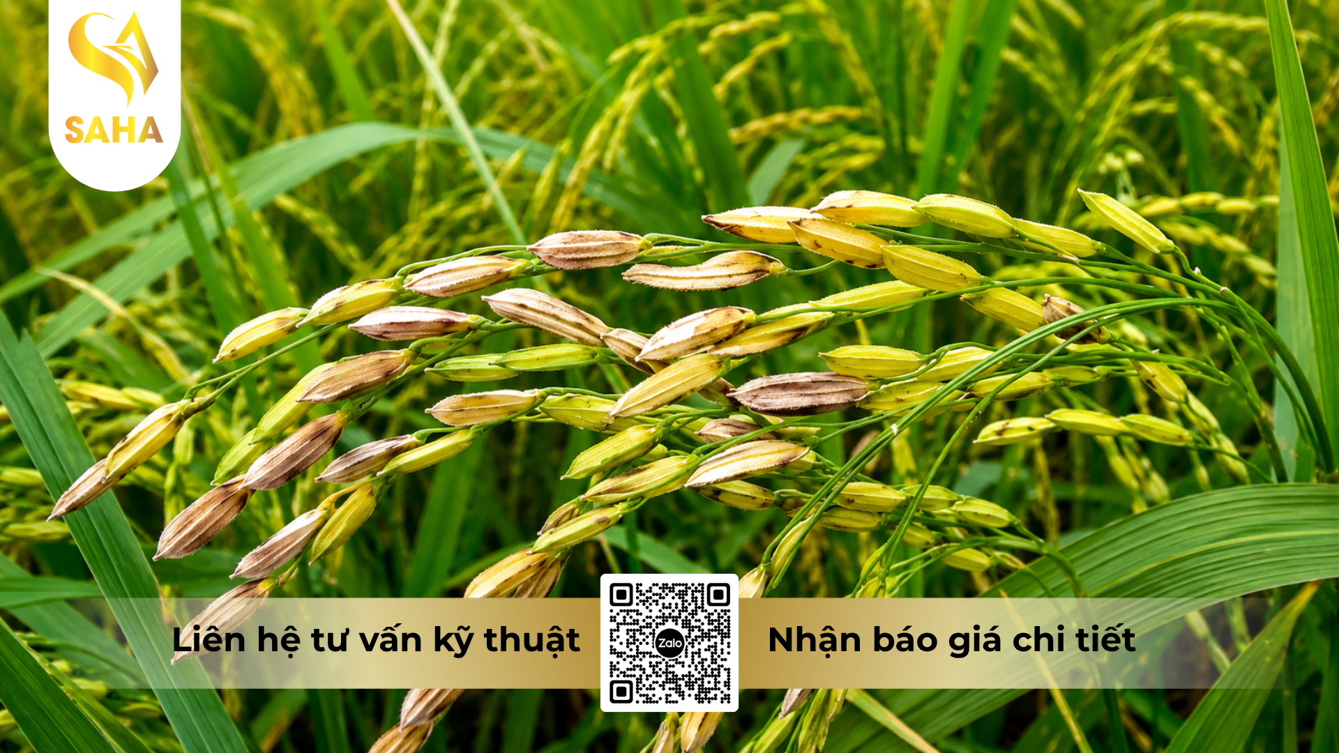 cong-dung-cua-thuoc-tru-benh-japa-vil-110sc-hieu-hexa-japan-180.png