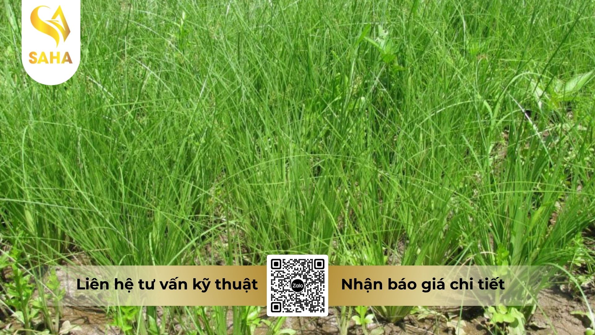thong-tin-chung-thuoc-tru-co-amet-annong-500fw.jpg