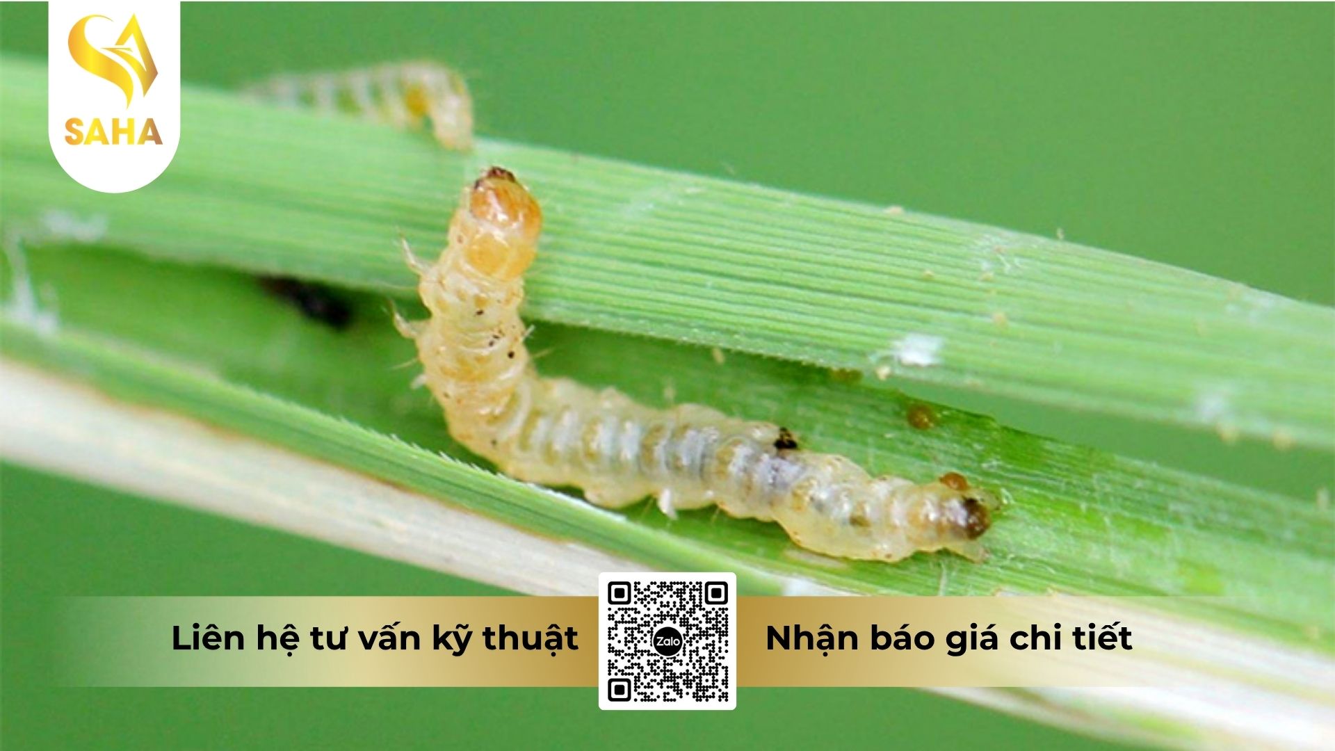 cong-dung-thuoc-tru-sau-fortac-5-ec-santox-500.jpg