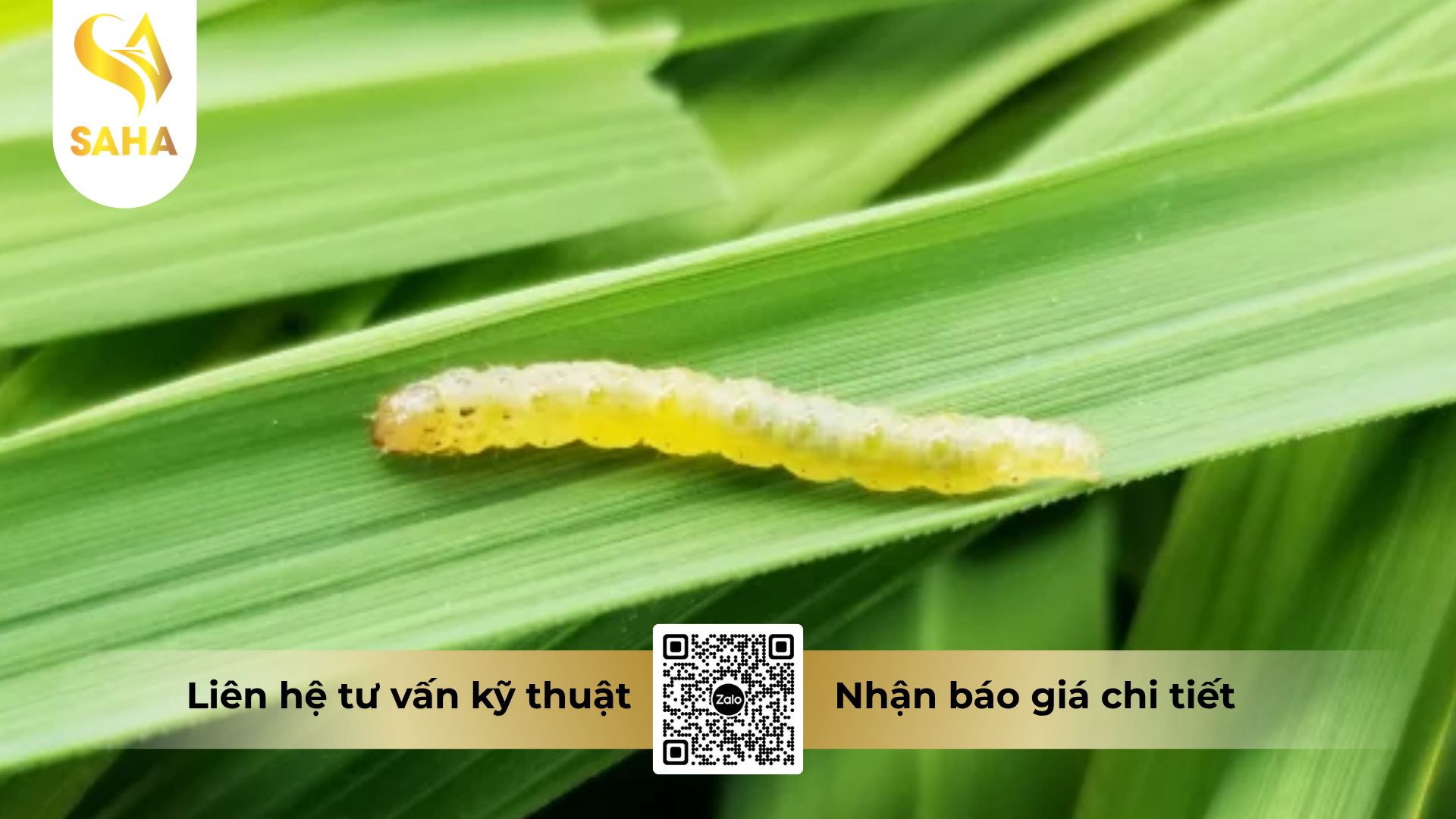 cau-hoi-thuong-gap.png