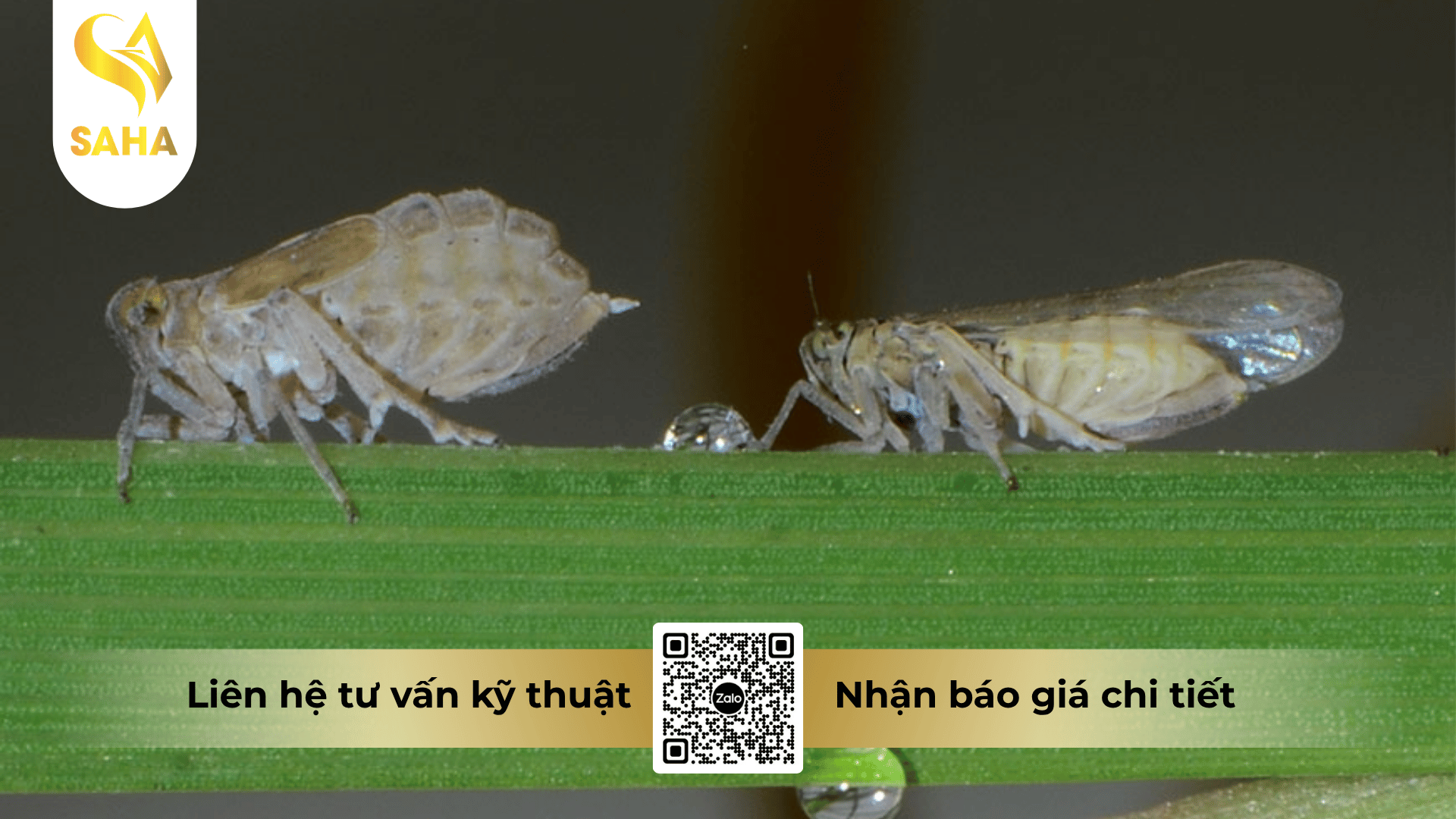 thong-tin-chung-thuoc-tru-sau-ametin-annong-5-55ec.png
