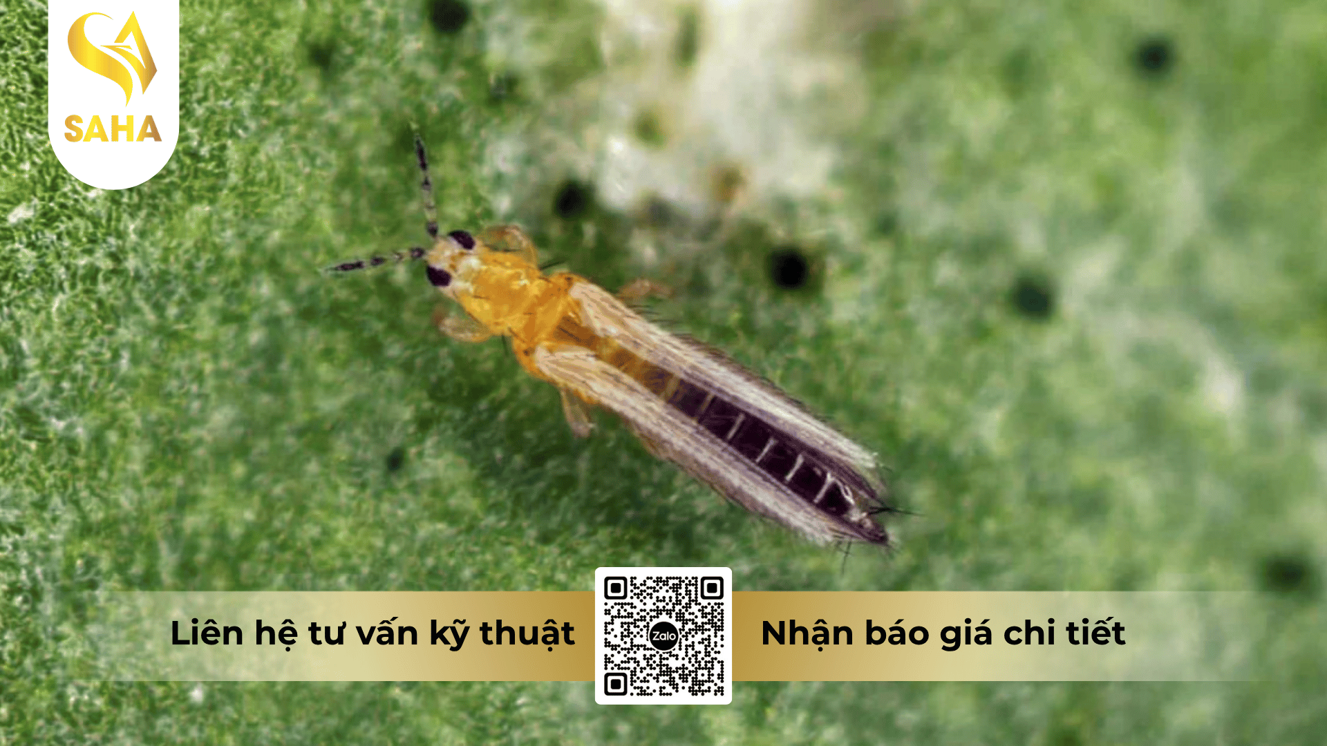 thong-tin-chung-thuoc-tru-sau-ametin-annong-10wp.png