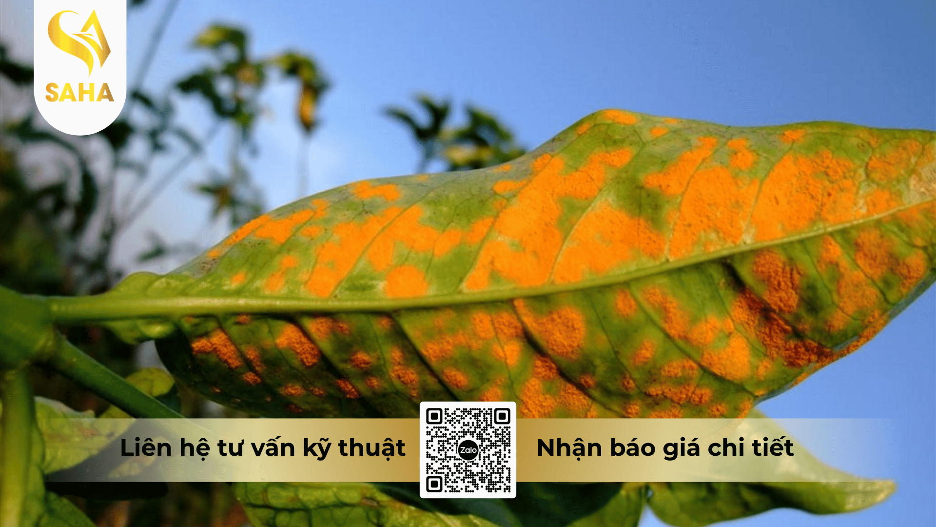 cong-dung-thuoc-tru-benh-amicol-360ec.png
