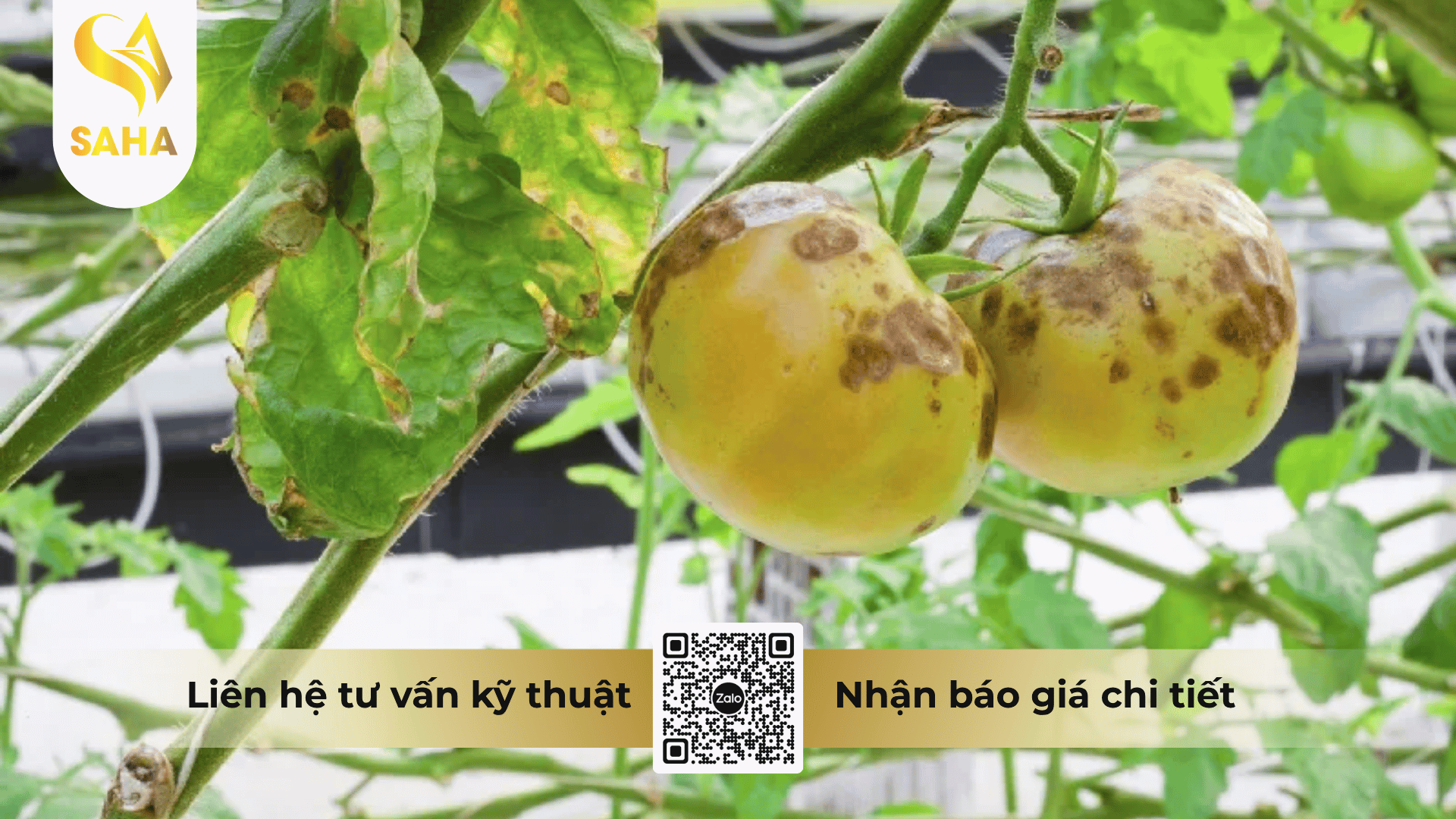 thong-tin-chung-thuoc-tru-benh-amilan-300sc.png