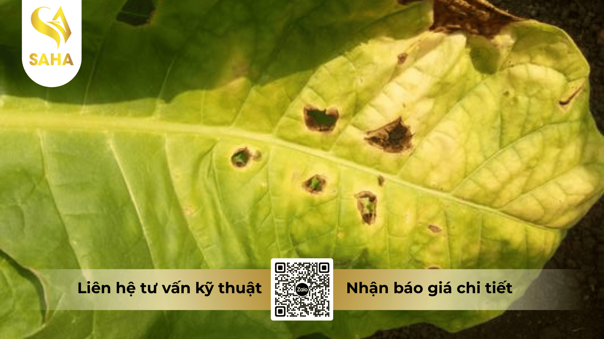 cong-dung-thuoc-tru-benh-amilan-300sc.png