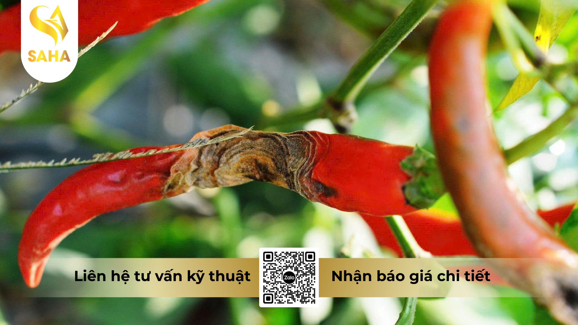 cong-dung-cua-thuoc-tru-benh-adu-flore-600wg-hieu-hamepy-600.png