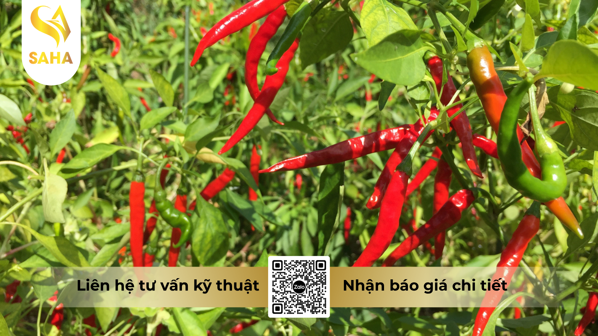 cau-hoi-thuong-gap.png