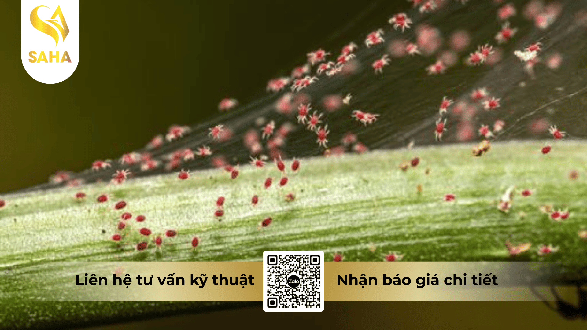 thong-tin-chung-thuoc-tru-sau-anb40-super-1-8ec.png