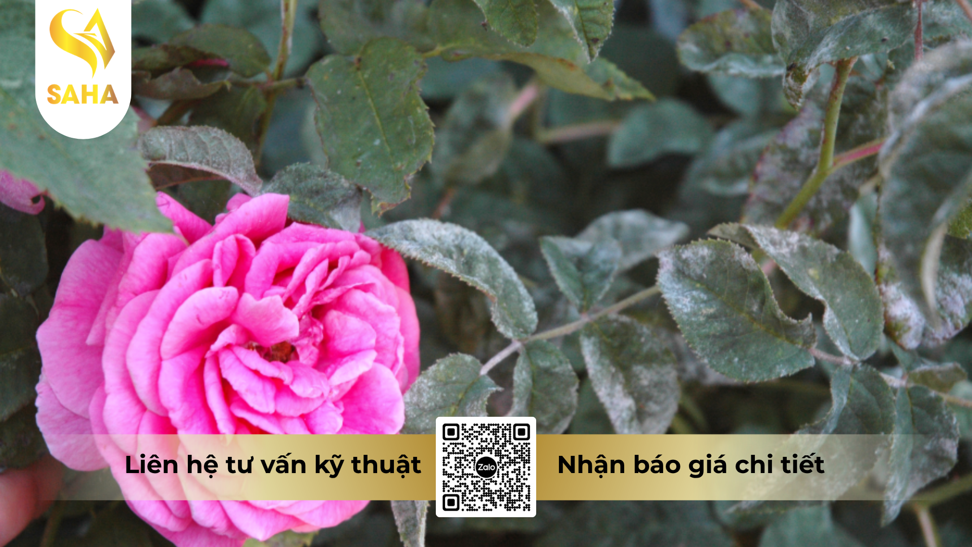cong-dung-cua-thuoc-tru-benh-hacyco-72wp-hieu-m8-xanh.png