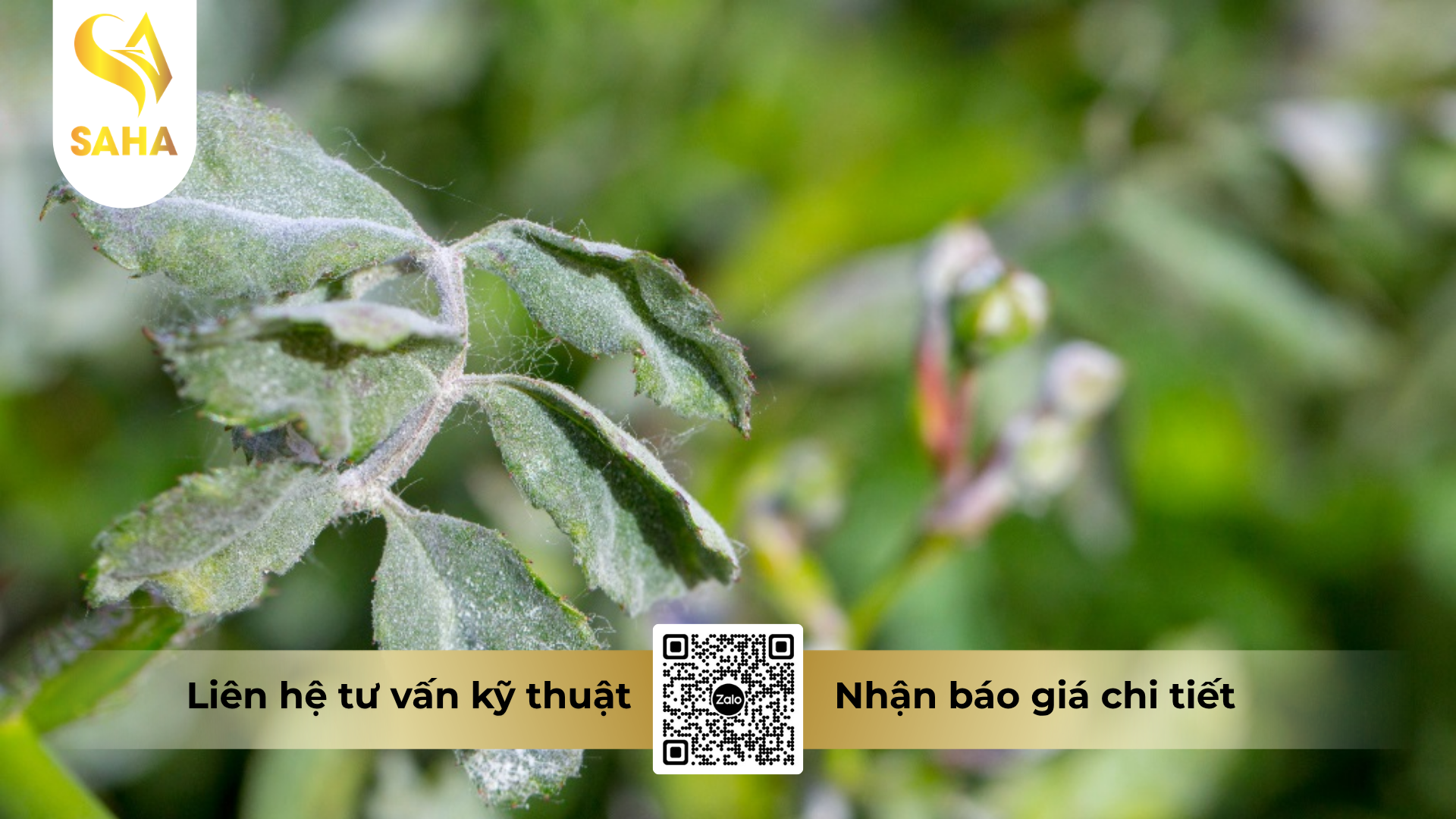 cong-dung-cua-thuoc-tru-benh-manando-80wp.png