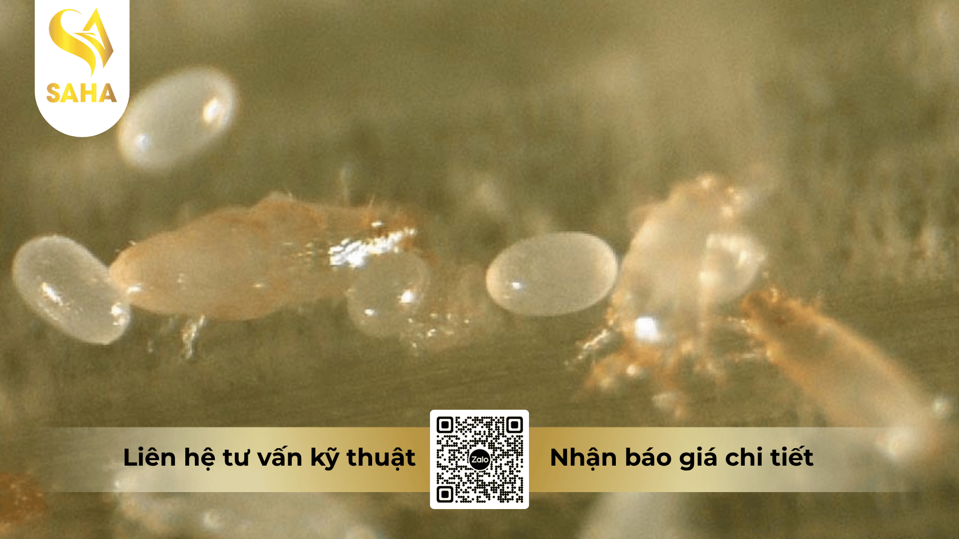 thong-tin-chung-thuoc-tru-sau-anb52-super-100ec.png
