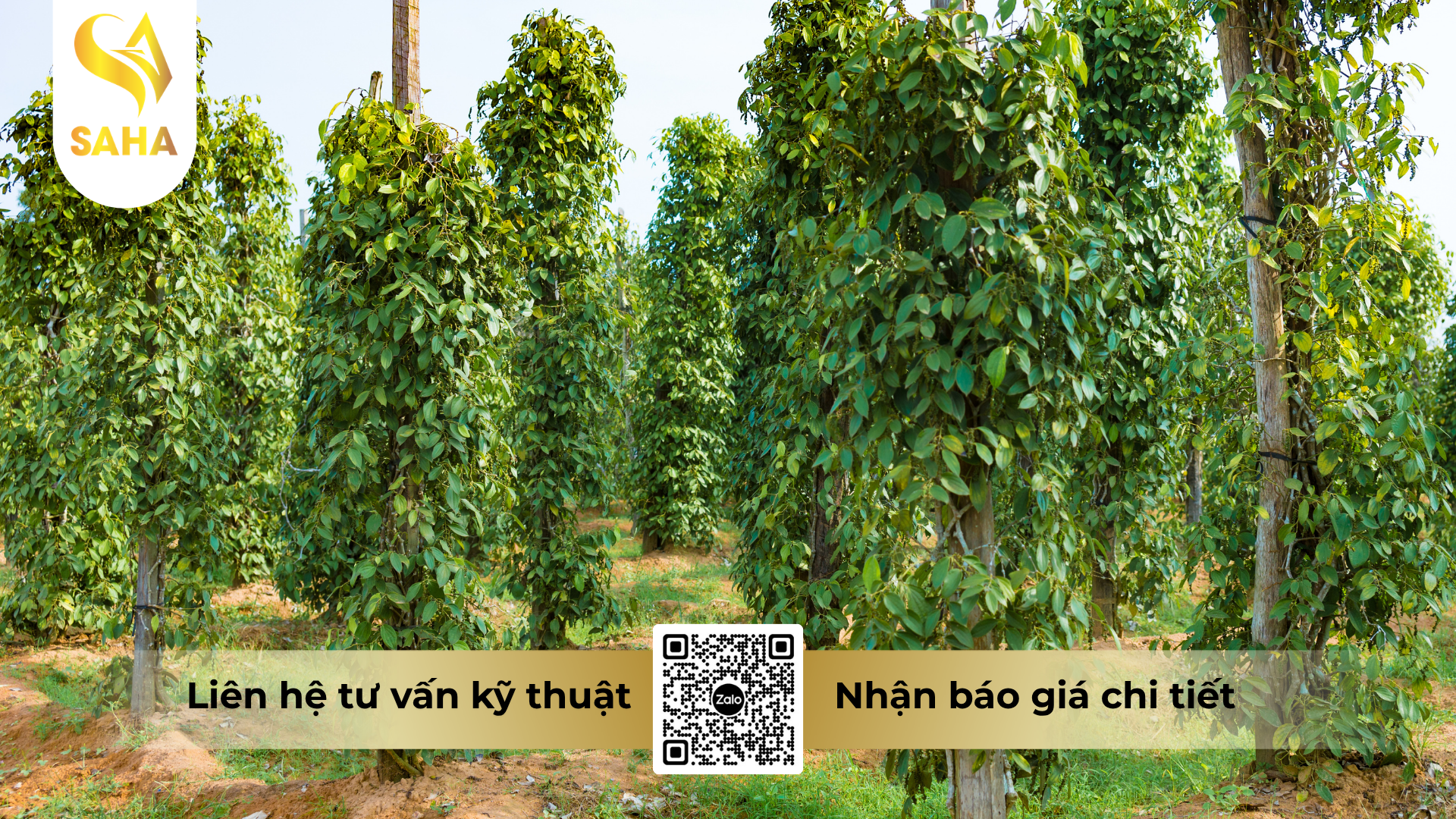 cau-hoi-thuong-gap-ve-thuoc-tru-benh-acodyl-35wp-meta-phytop-700.png