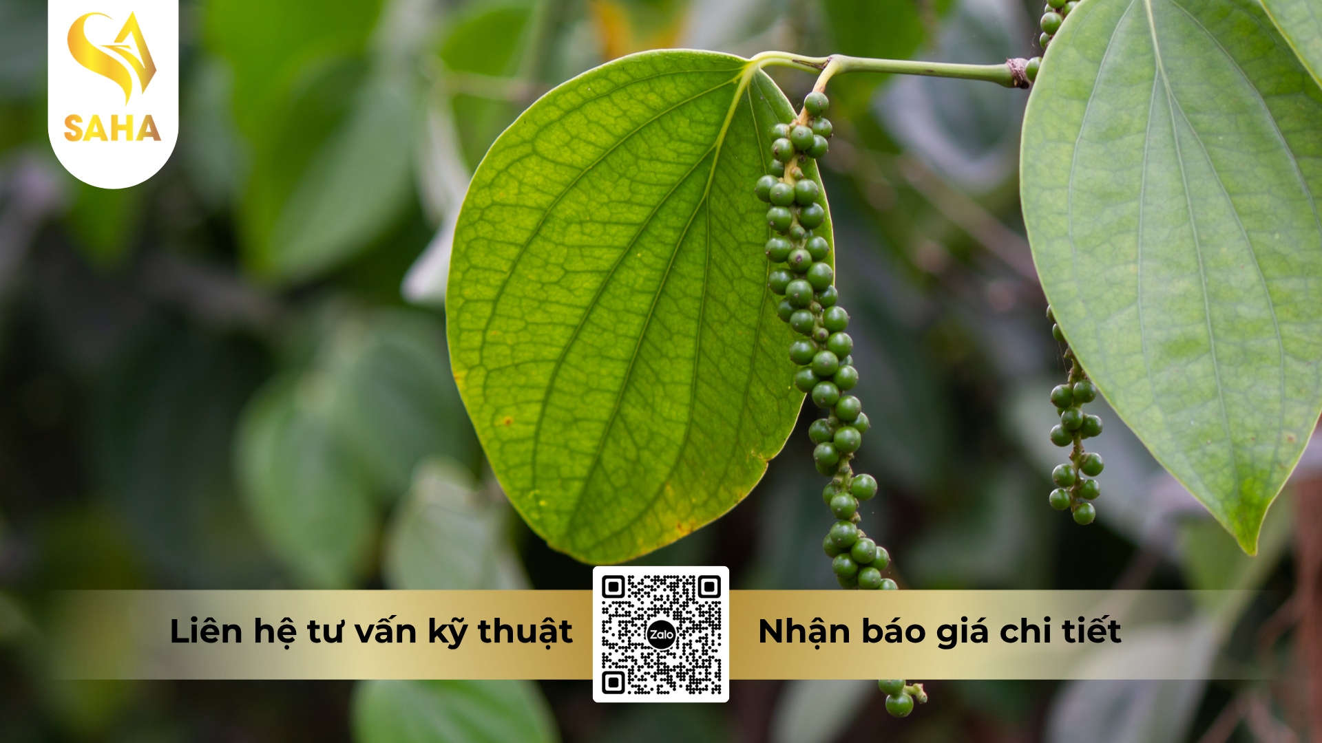 cau-hoi-thuong-gap-ve-thuoc-tru-benh-acodyl-35wp-metadyl-350.png