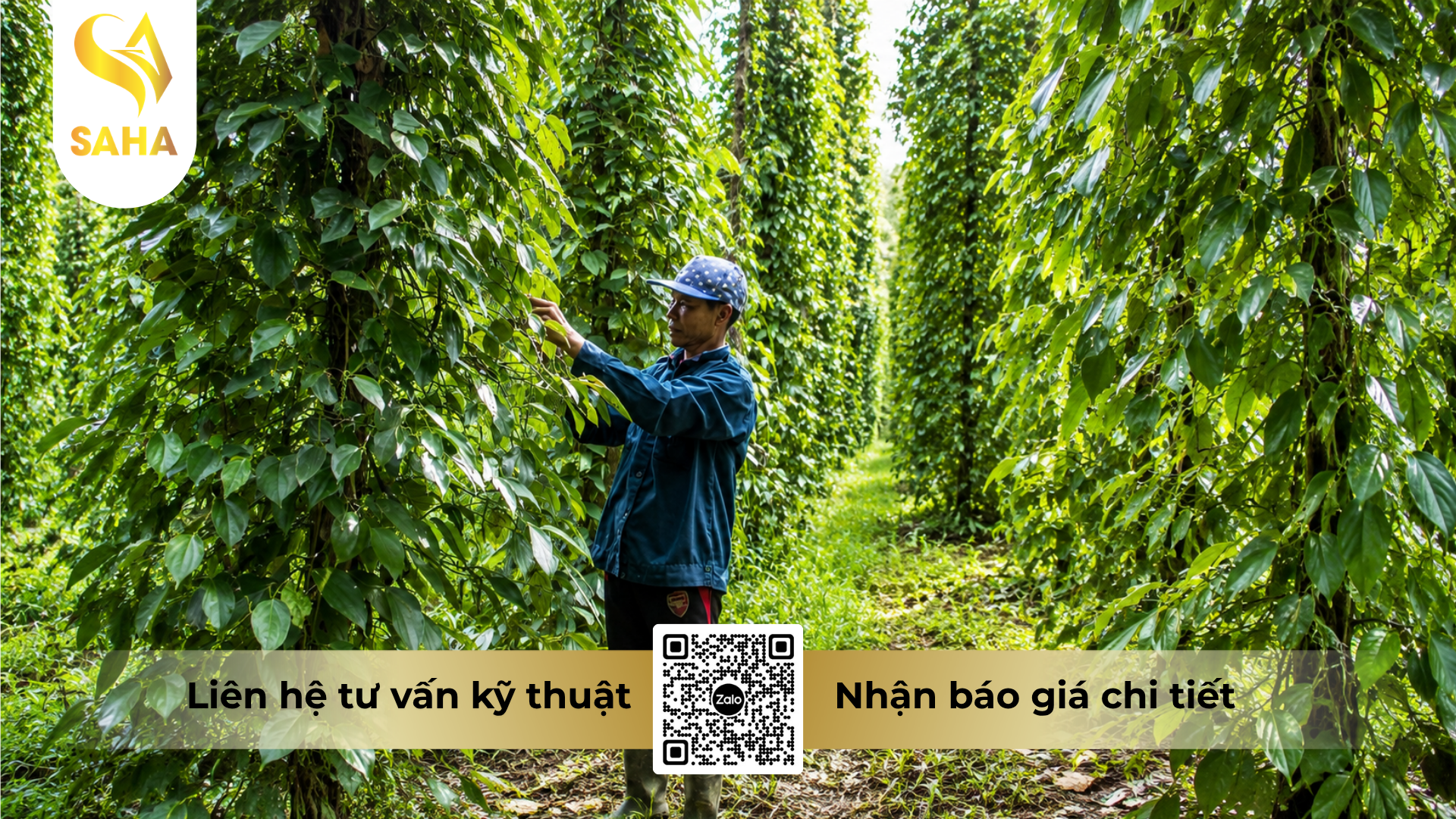 huong-dan-su-dung-thuoc-tru-benh-acodyl-35wp-metalaxyl-phytop-500-250gr.png
