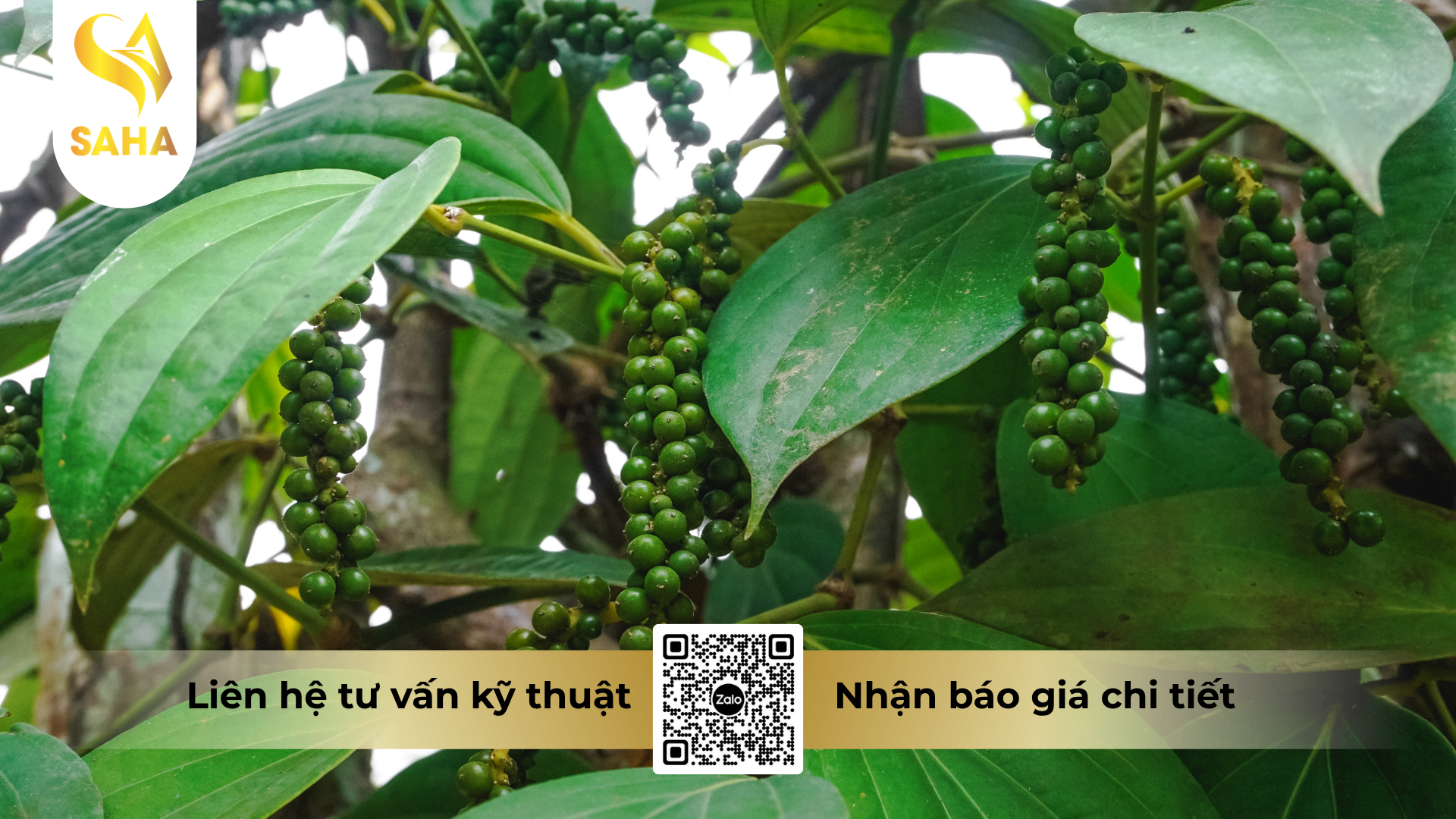 cau-hoi-thuong-gap-ve-thuoc-tru-benh-acodyl-35wp-metalaxyl-phytop-500-250gr.png