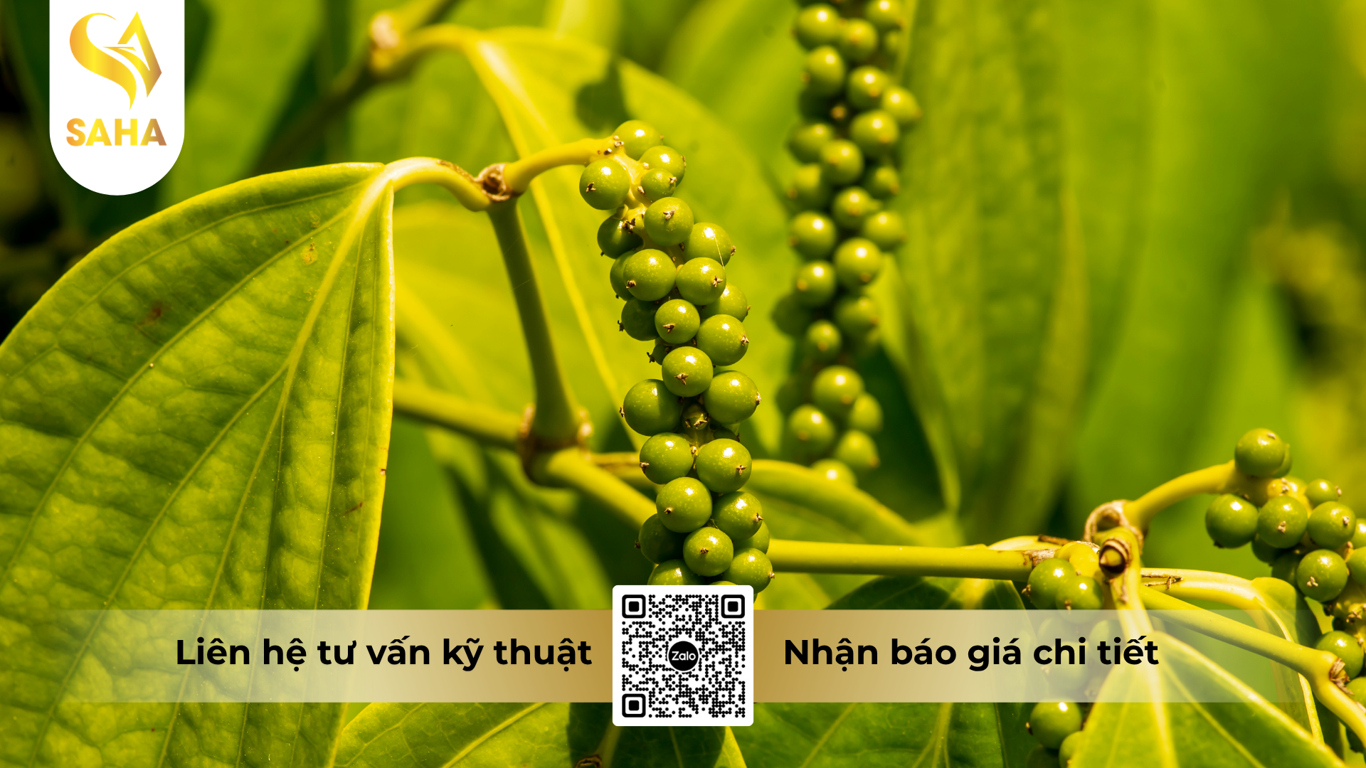 cau-hoi-thuong-gap-ve-thuoc-tru-benh-acodyl-35wp-metalaxyl-m-350.png