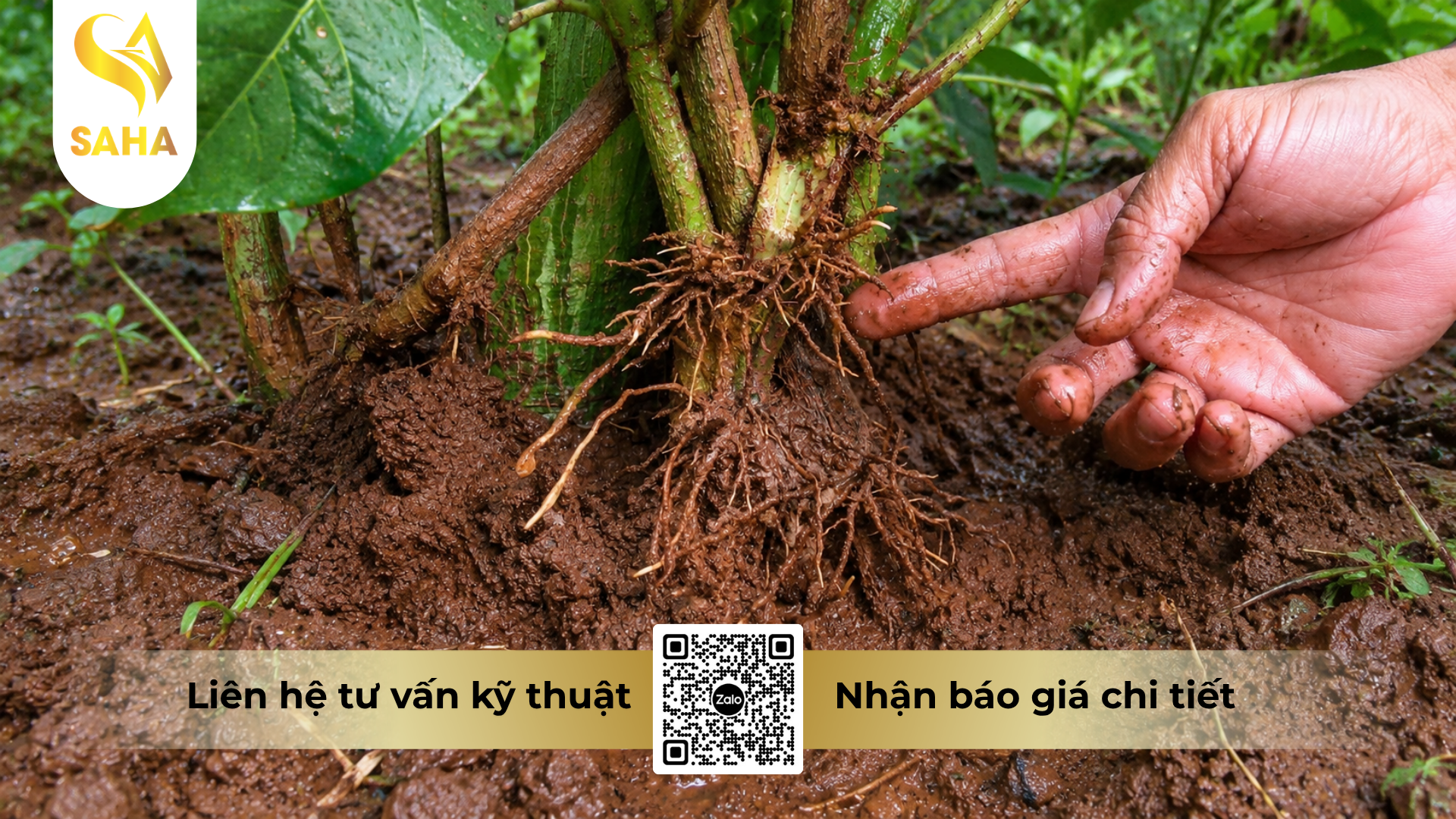 cong-dung-cua-thuoc-tru-benh-acodyl-35wp-metalaxyl-m-350.png