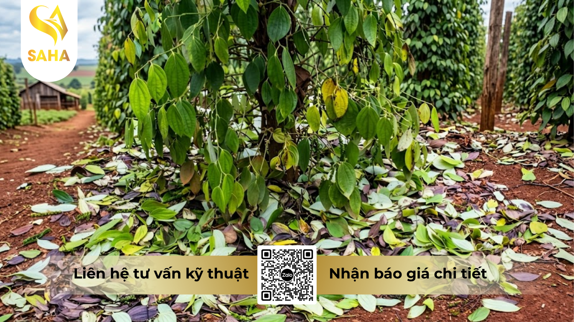 cong-dung-cua-thuoc-tru-benh-acodyl-35wp-metalaxyl-350.png