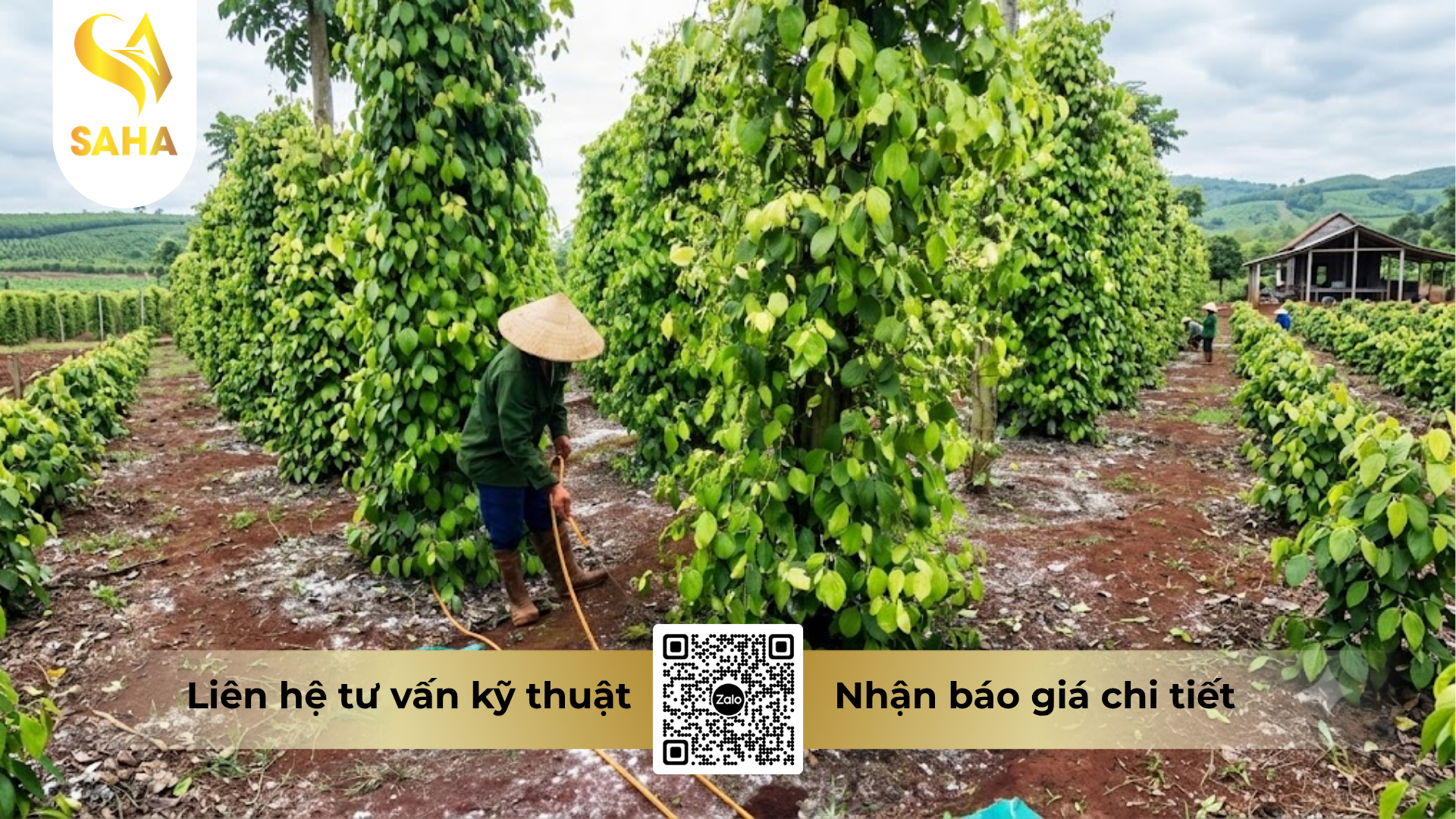 huong-dan-su-dung-thuoc-tru-benh-acodyl-35wp-metalaxyl-350.png