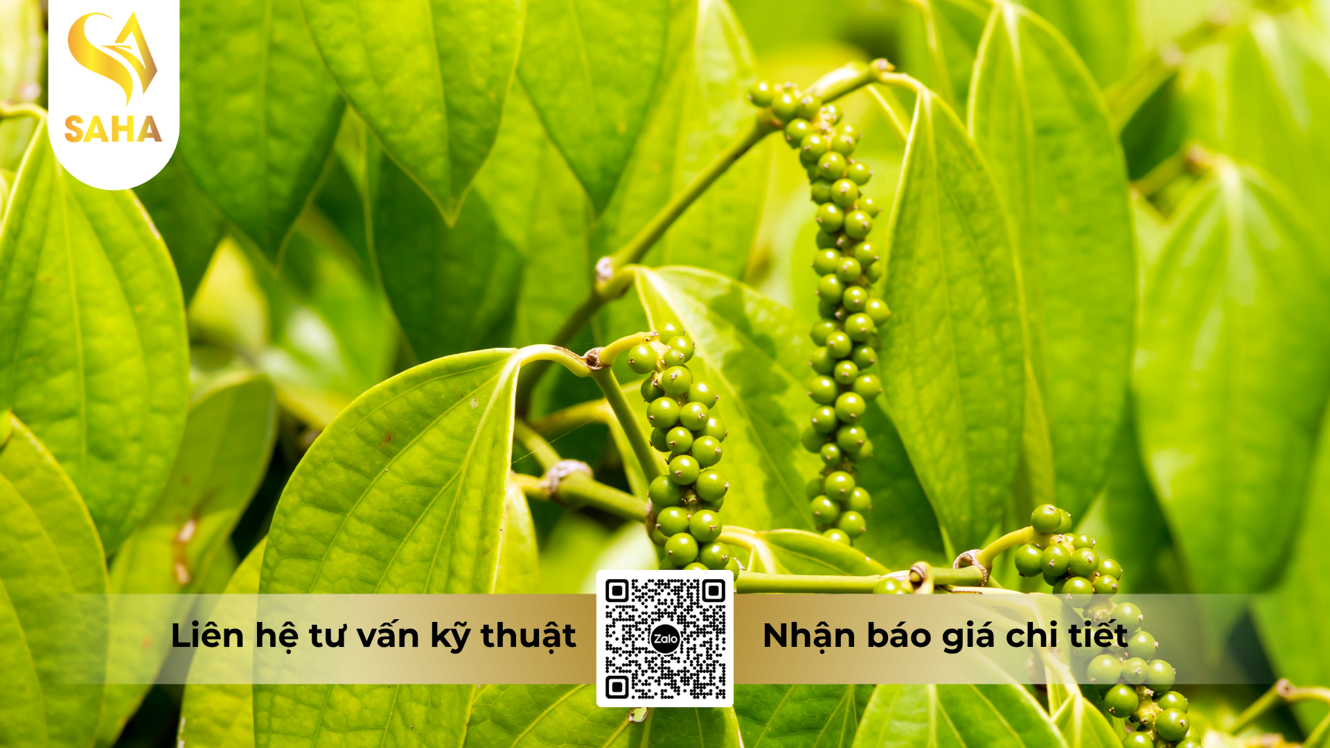cau-hoi-thuong-gap-ve-thuoc-tru-benh-acodyl-35wp-metalaxyl-350.png