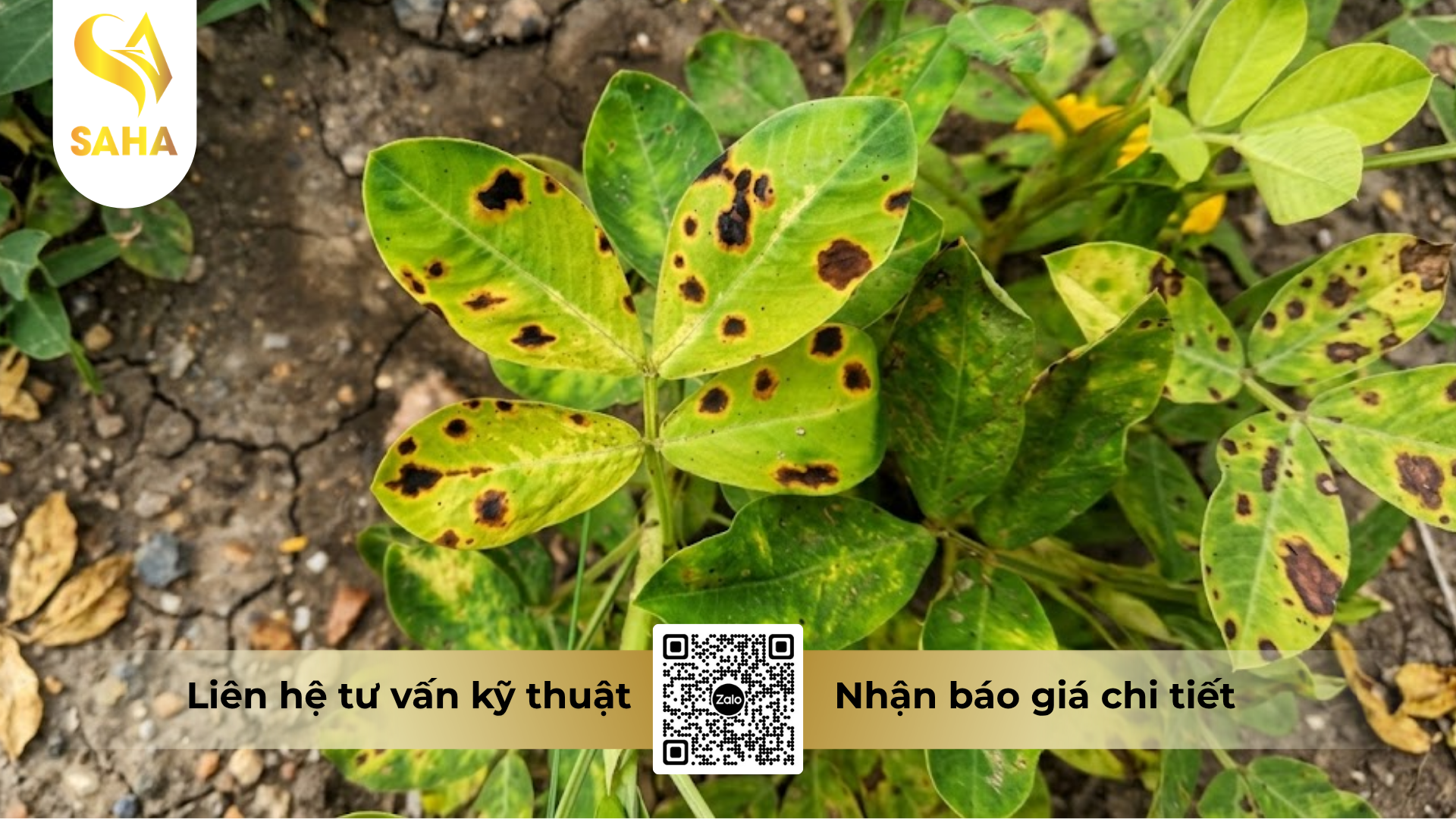cong-dung-cua-thuoc-tru-benh-agsouthstar-42wp-hieu-proteman-ft.png