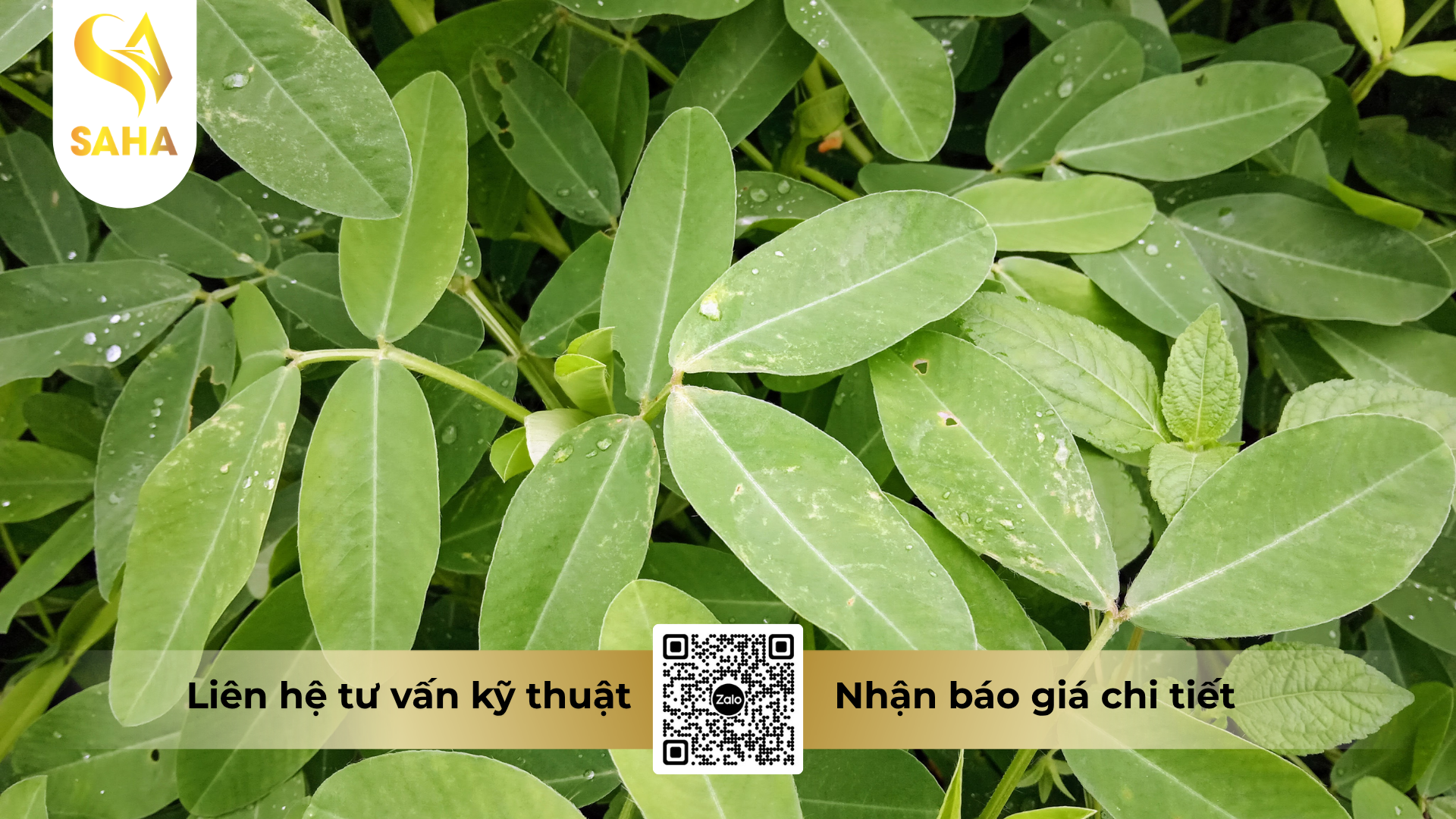 cau-hoi-thuong-gap-ve-thuoc-tru-benh-agsouthstar-42wp-hieu-proteman-ft.png