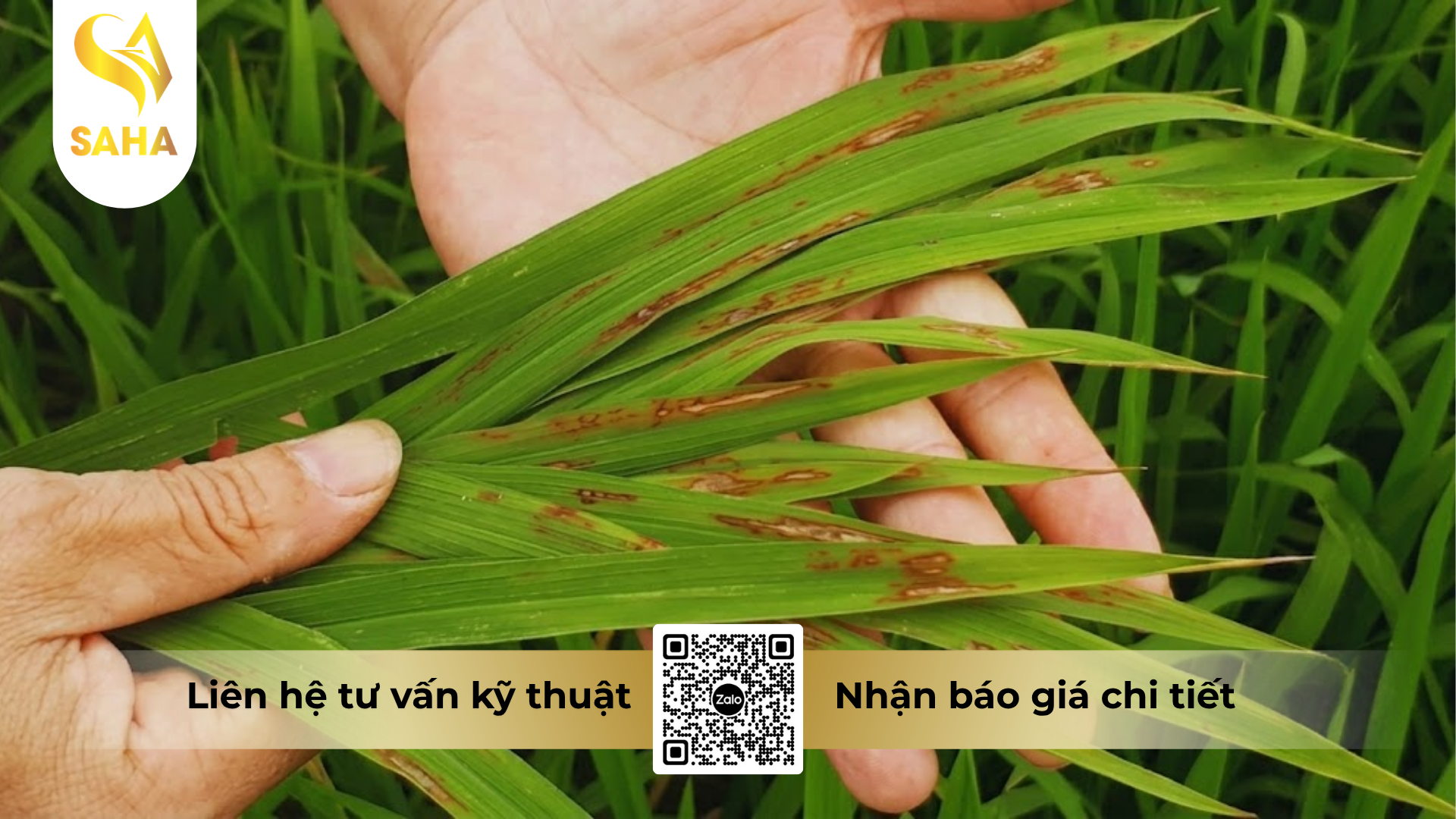 cong-dung-cua-thuoc-tru-benh-amigol-lux-100wp.png